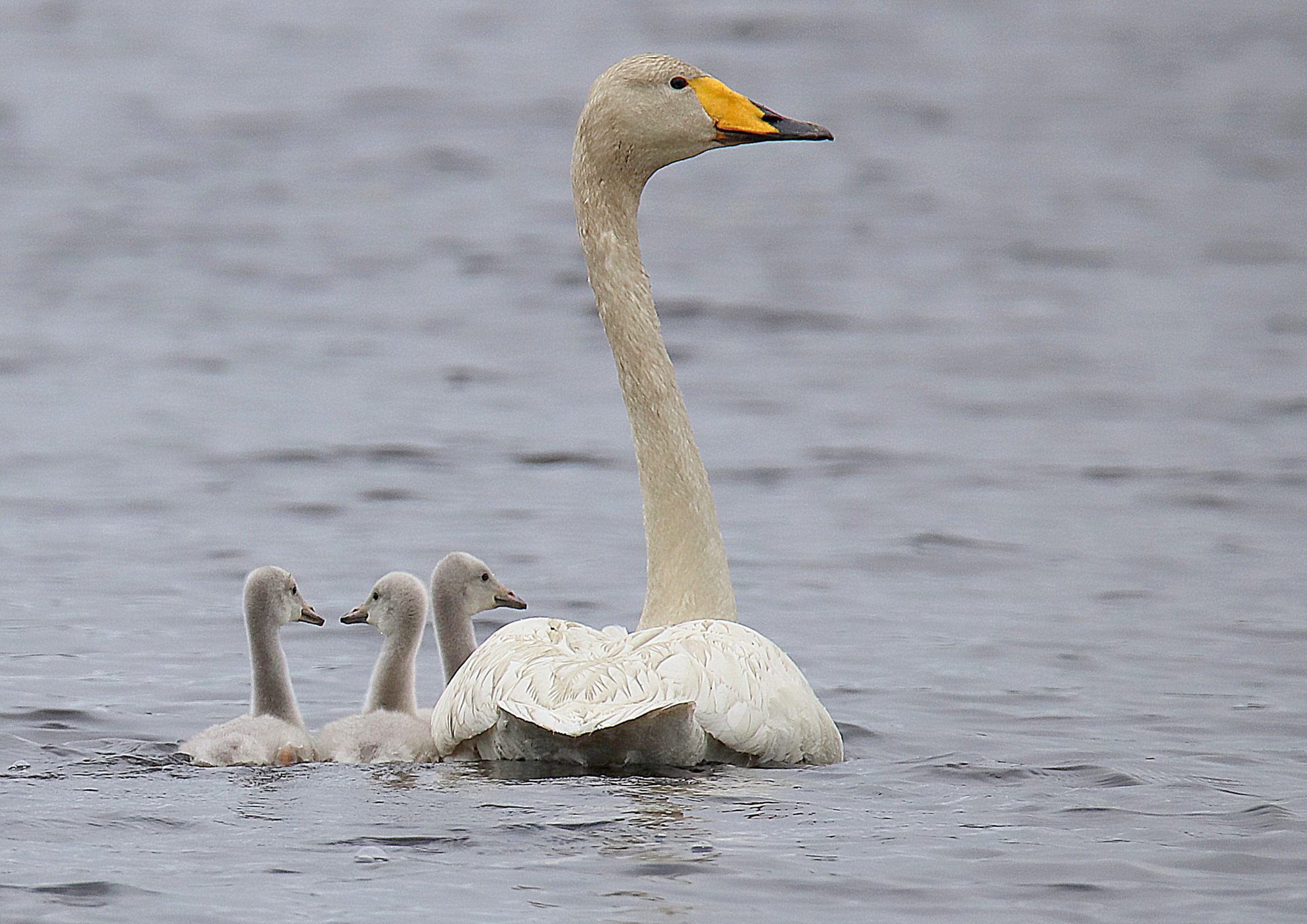 Valokuvaaja: sirpa jyske