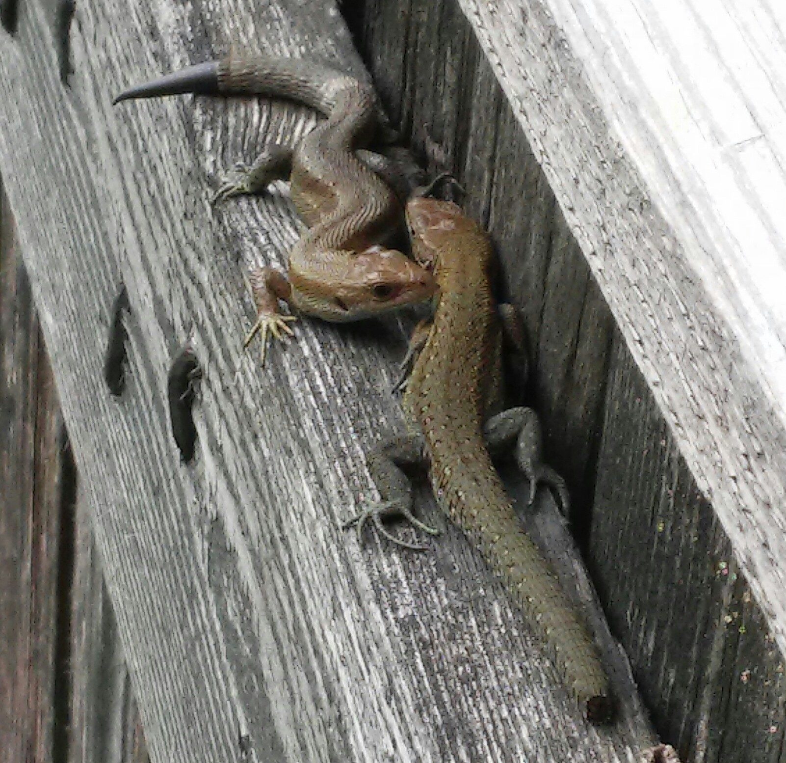 Valokuvaaja: Minna T