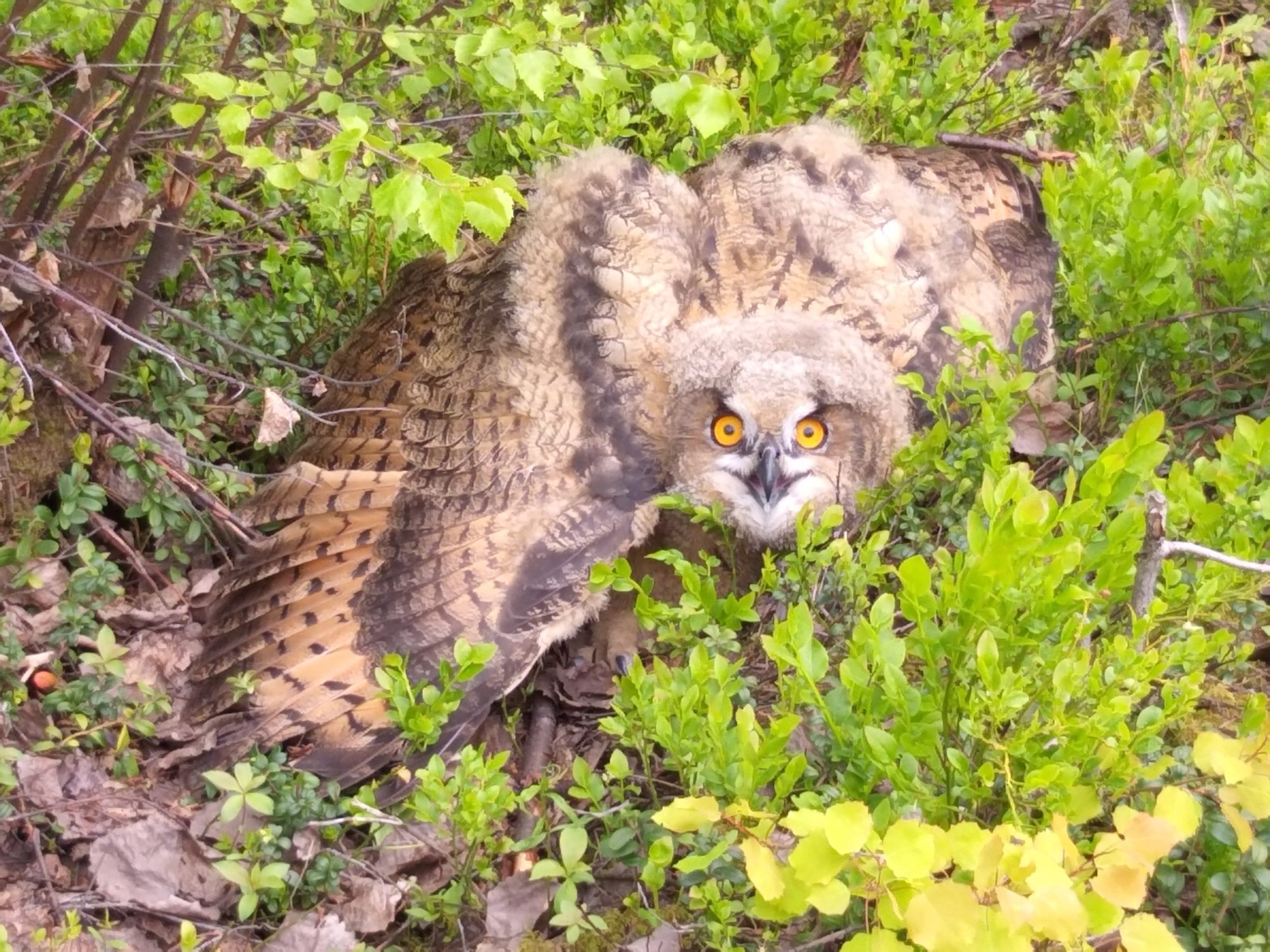 Valokuvaaja: Jorma Aaltonen