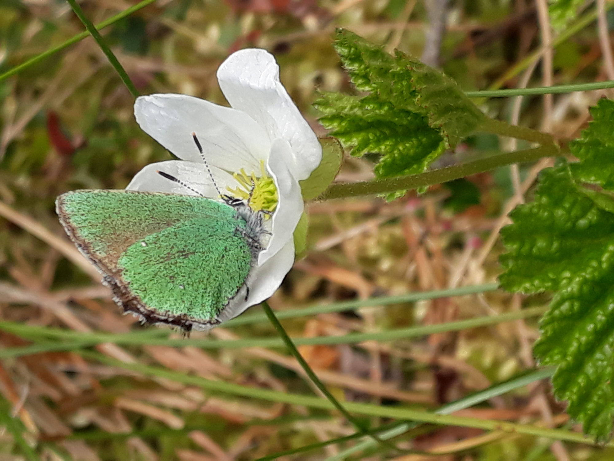 Valokuvaaja: Kaarina Heiskanen