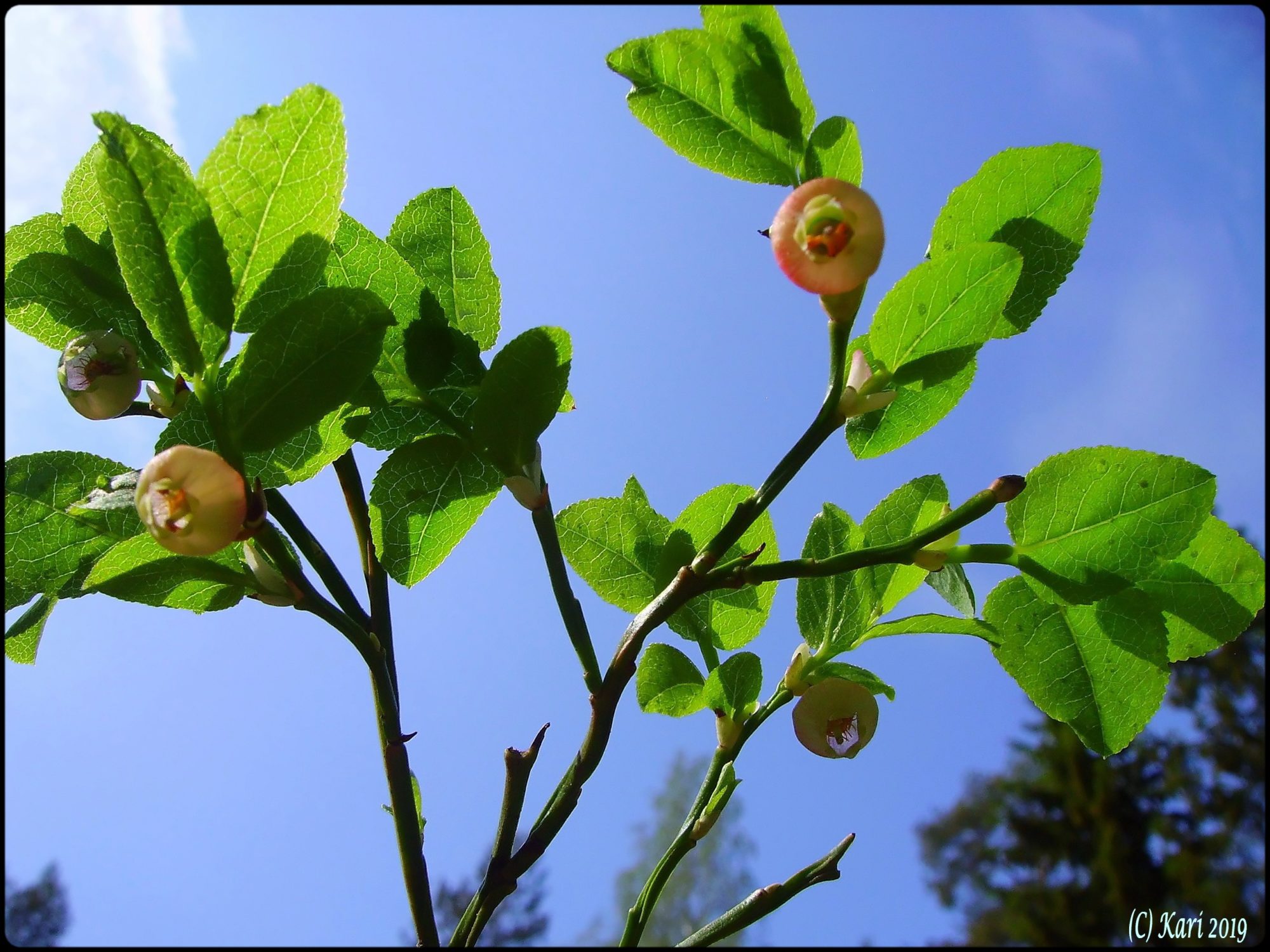 Valokuvaaja: Kari Saarinen