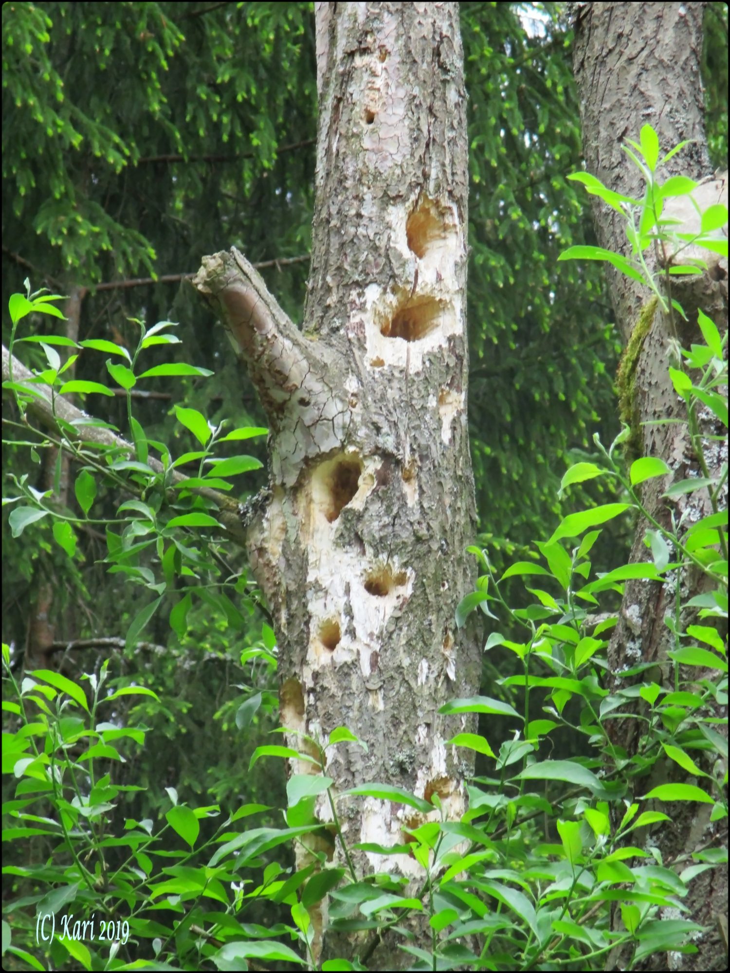 Valokuvaaja: Kari Saarinen