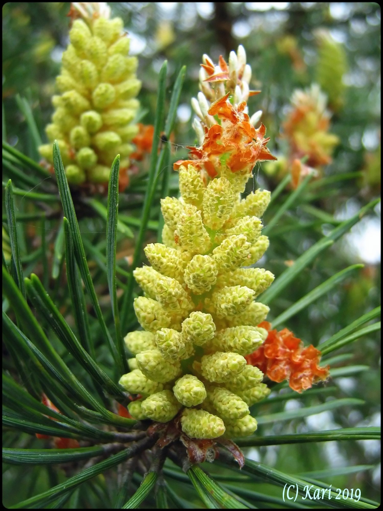 Valokuvaaja: Kari Saarinen