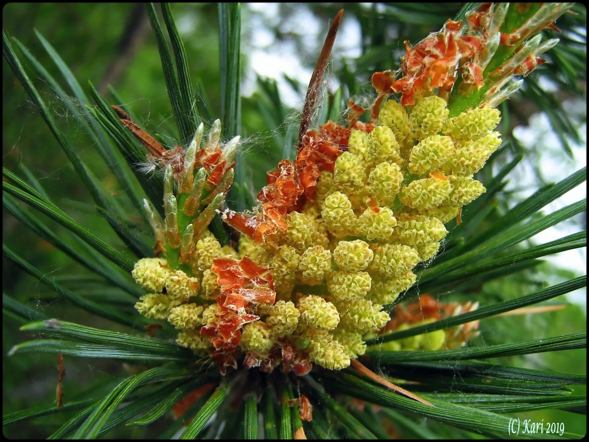 Valokuvaaja: Kari Saarinen