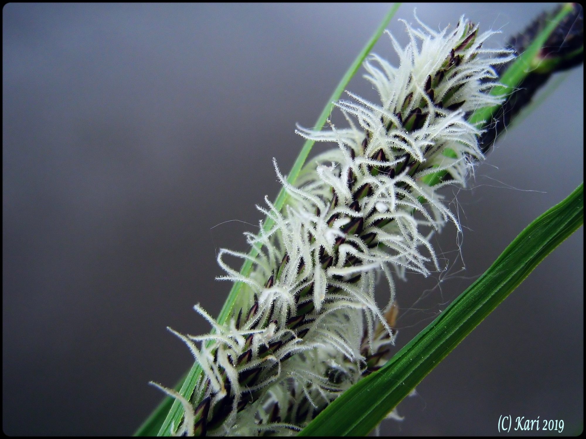 Valokuvaaja: Kari Saarinen