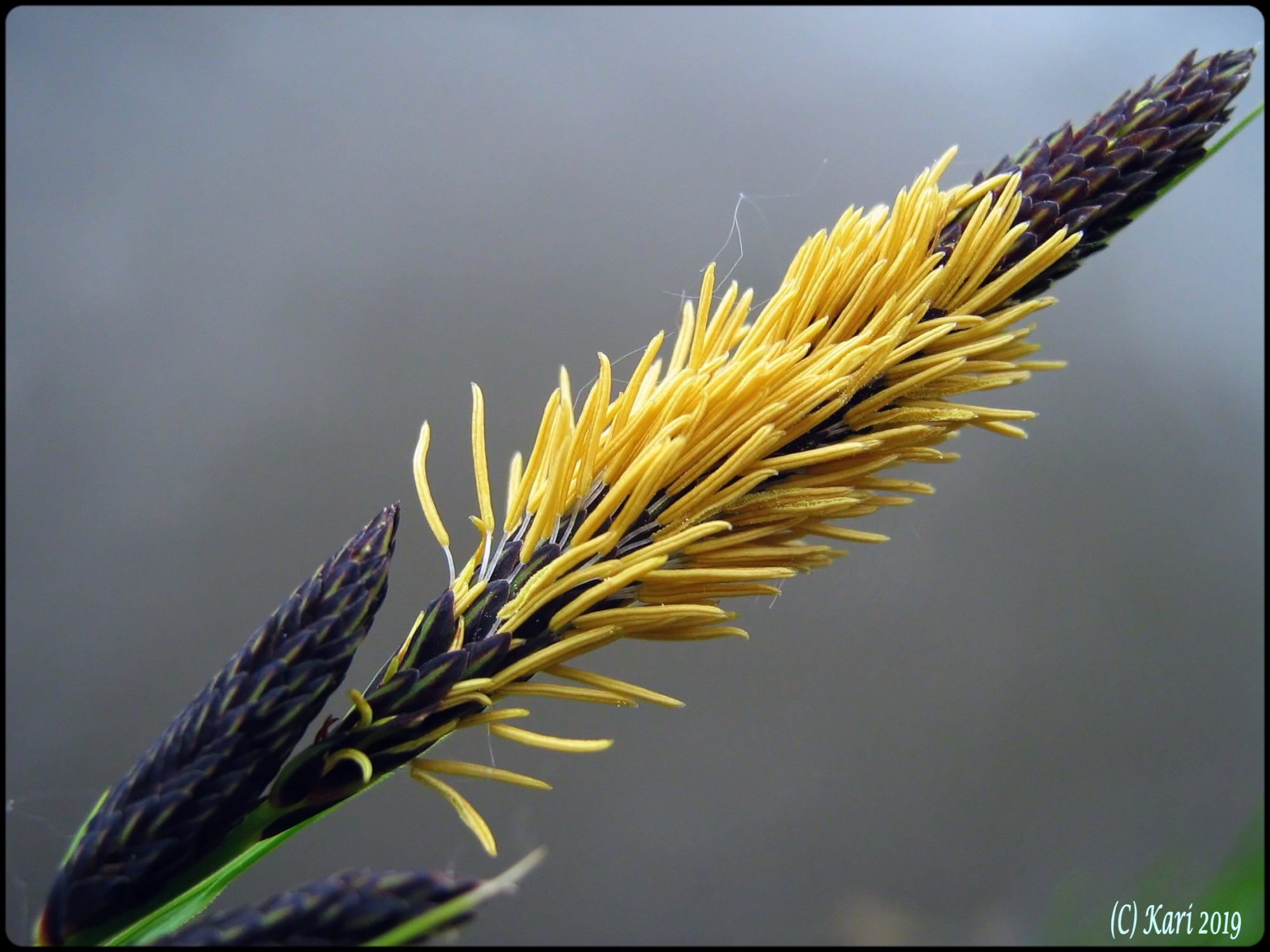 Valokuvaaja: Kari Saarinen