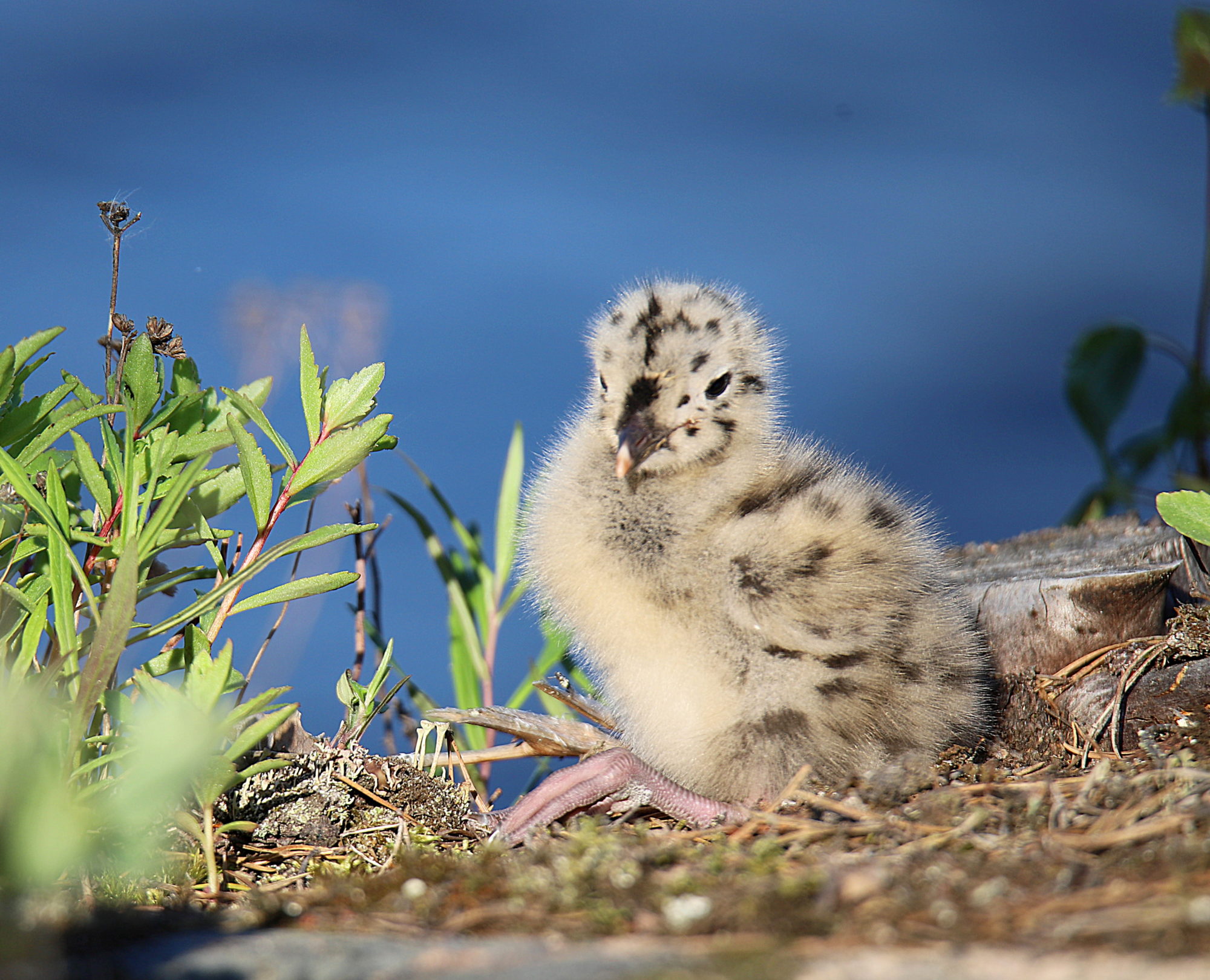 Valokuvaaja: sirpa jyske