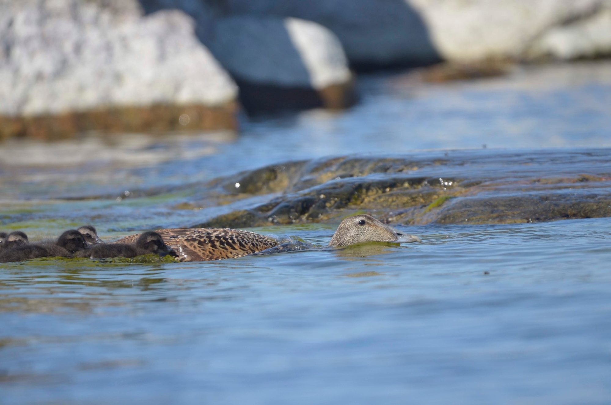 Valokuvaaja: Jouko Etelä