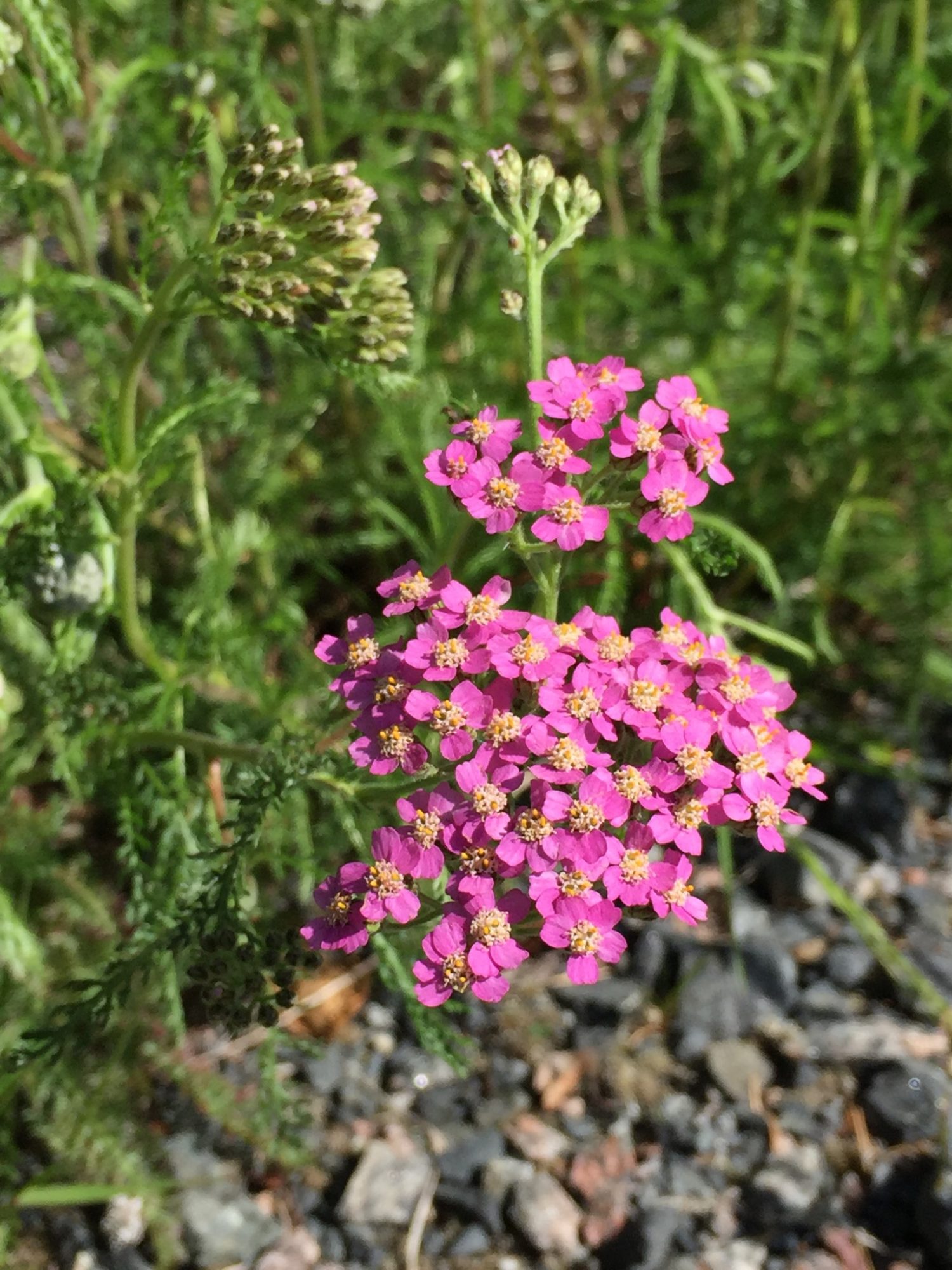 Valokuvaaja: Markku Ranta-Eilola