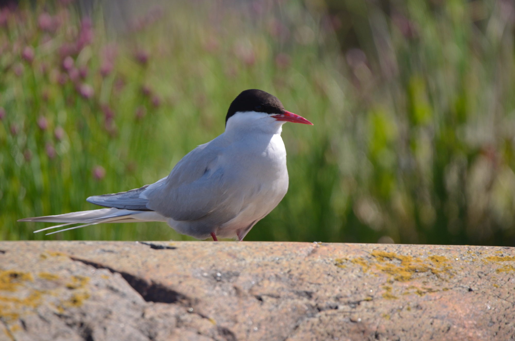 Valokuvaaja: Jouko Etelä Valokuvaaja: Jouko Etelä