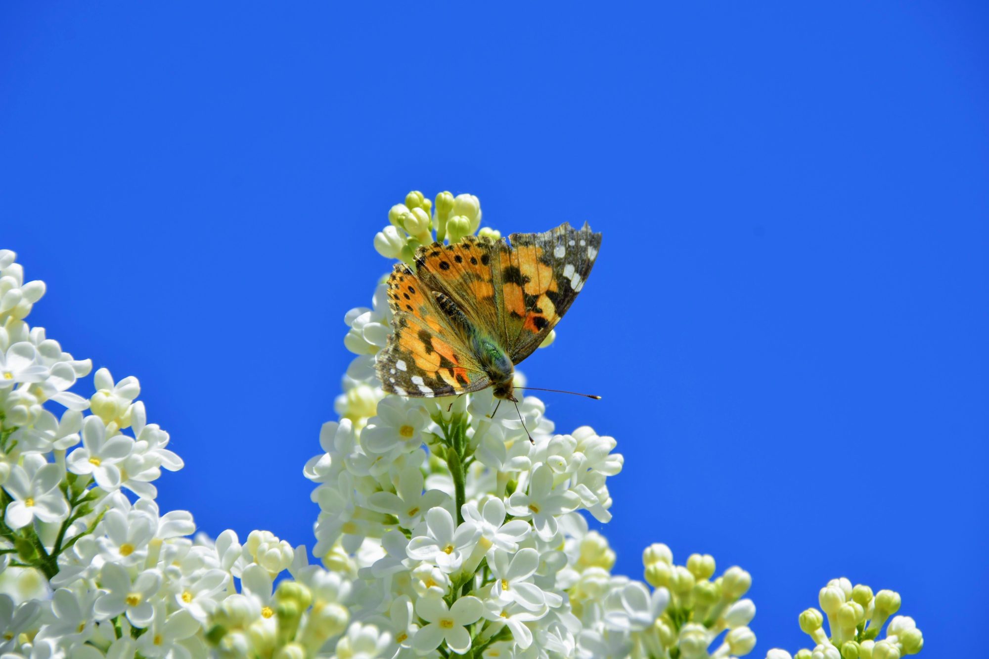 Valokuvaaja: Jouko Etelä Valokuvaaja: Jouko Etelä