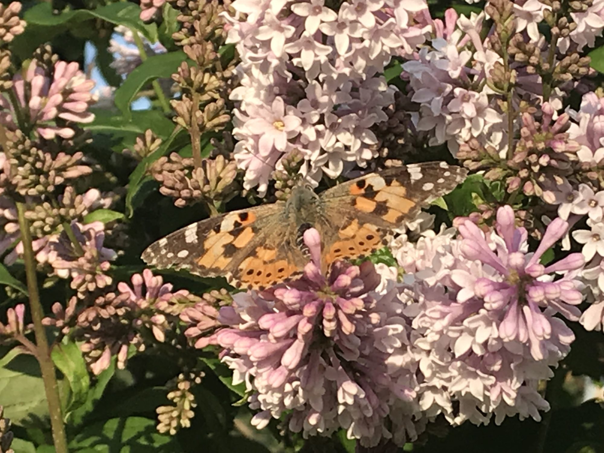 Valokuvaaja: Laura Klami Valokuvaaja: Laura Klami
