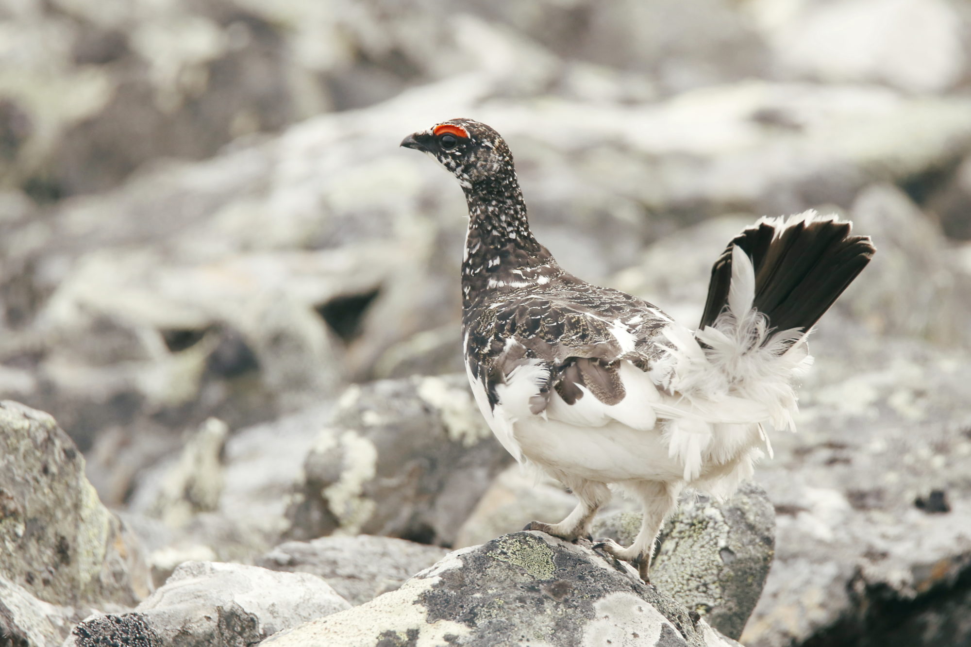 Valokuvaaja: Anne Jääskeläinen Valokuvaaja: Anne Jääskeläinen