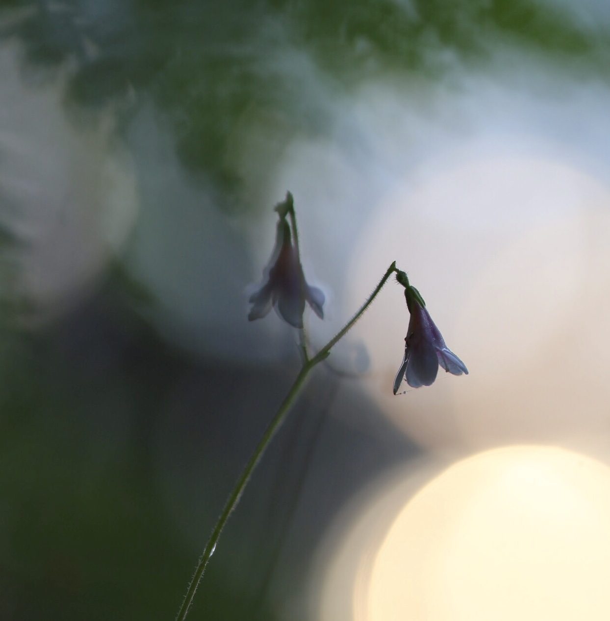 Valokuvaaja: Anne Patana