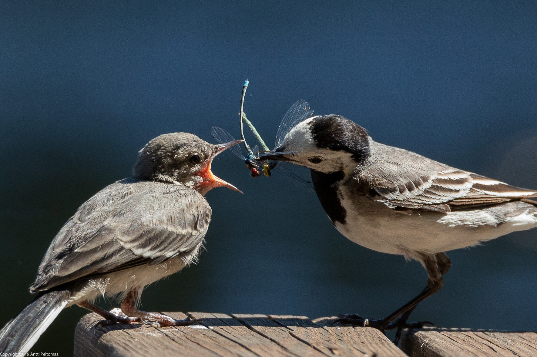Valokuvaaja: Antti Peltomaa
