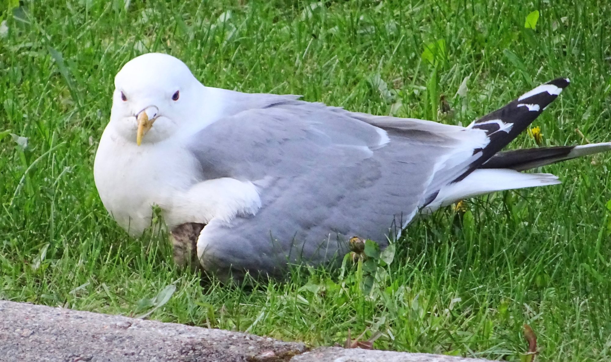 Valokuvaaja: Liisa Niiva-Korpela Valokuvaaja: Liisa Niiva-Korpela