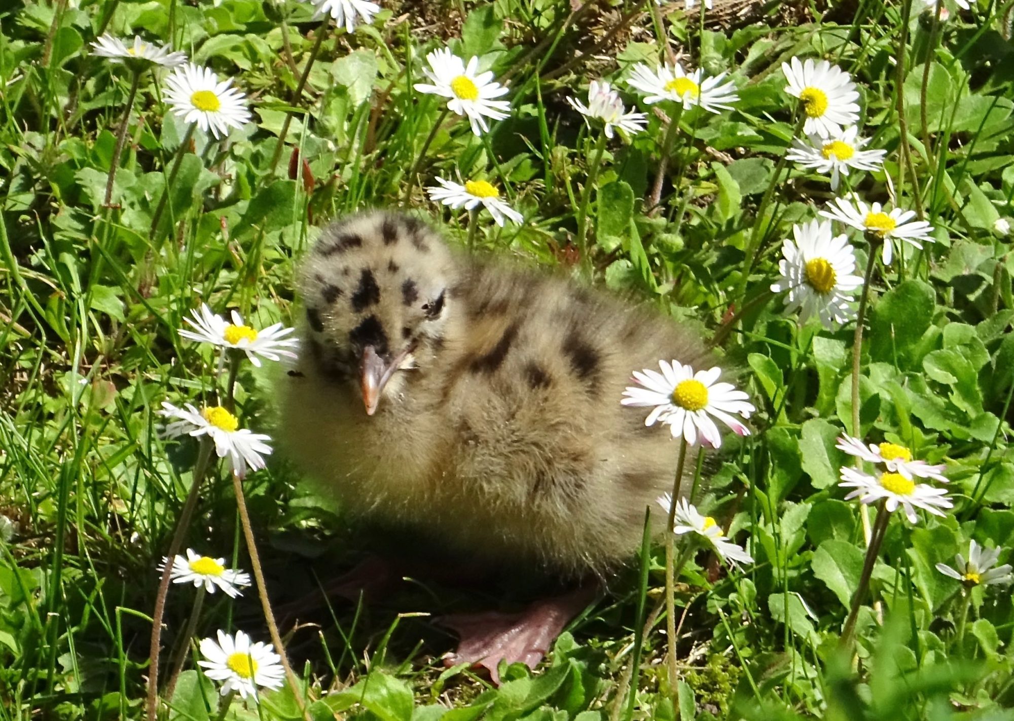 Valokuvaaja: Liisa Niiva-Korpela