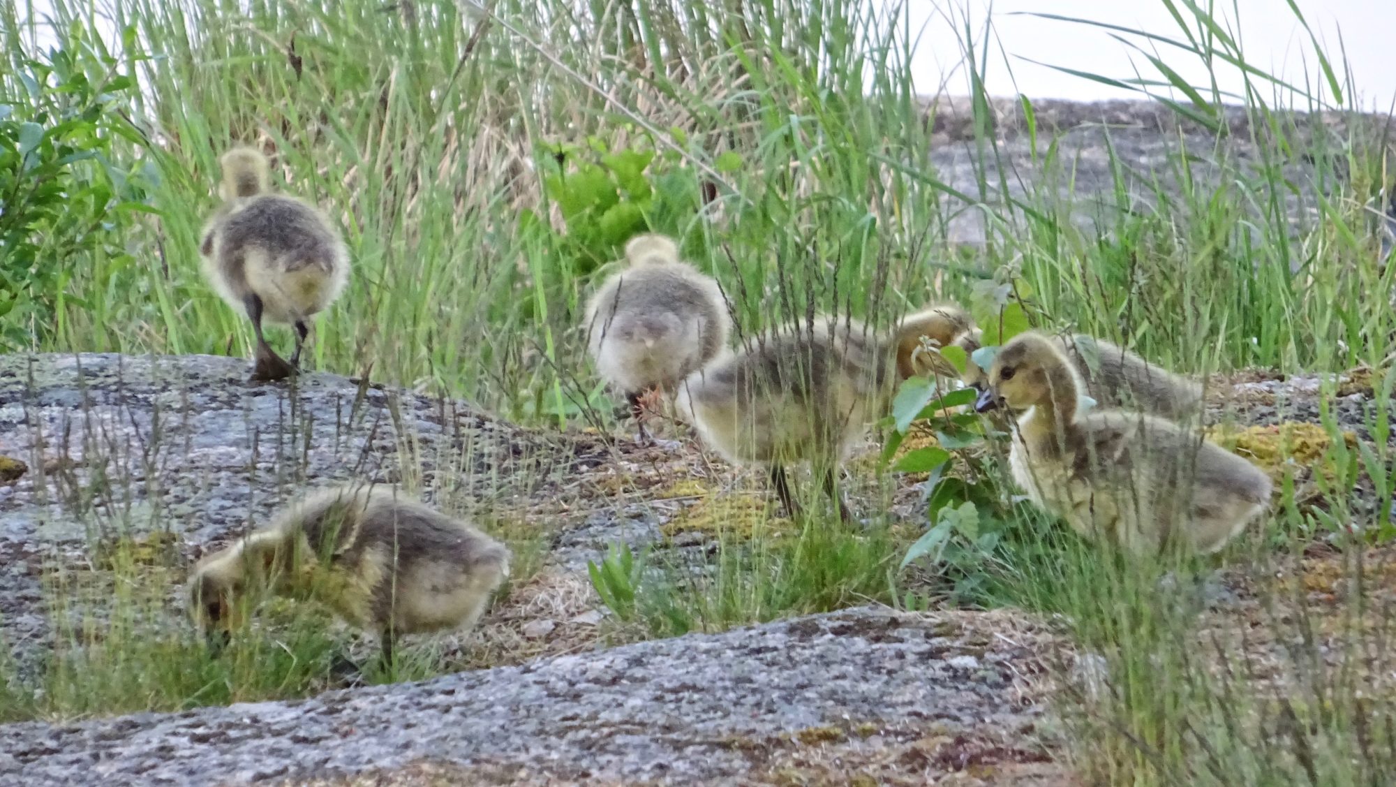 Valokuvaaja: Liisa Niiva-Korpela