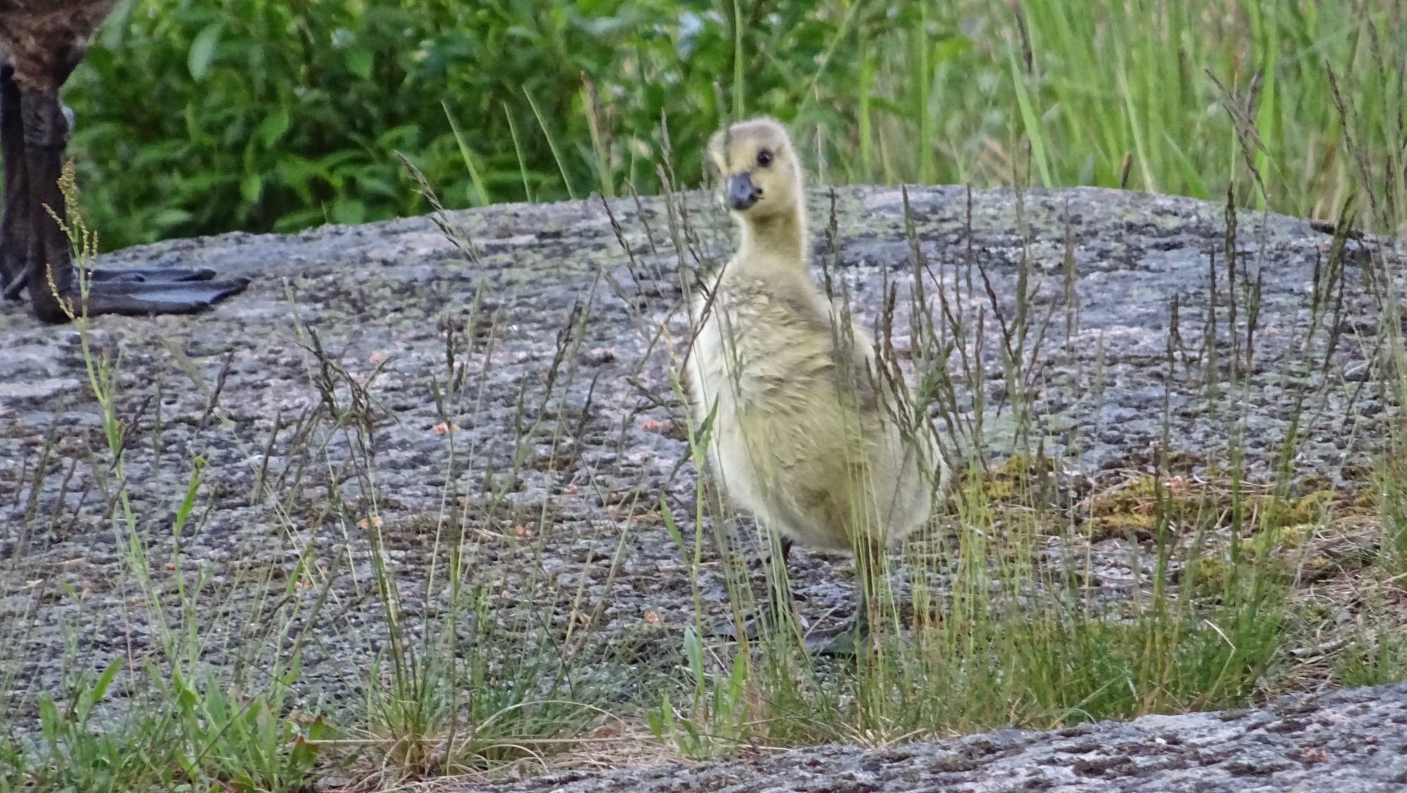 Valokuvaaja: Liisa Niiva-Korpela