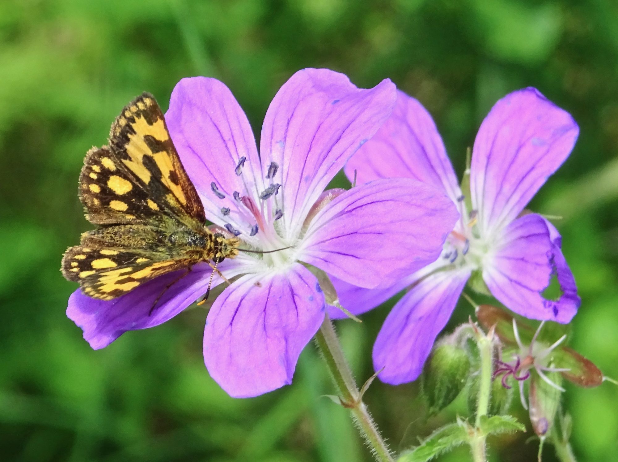 Valokuvaaja: Liisa Niiva-Korpela