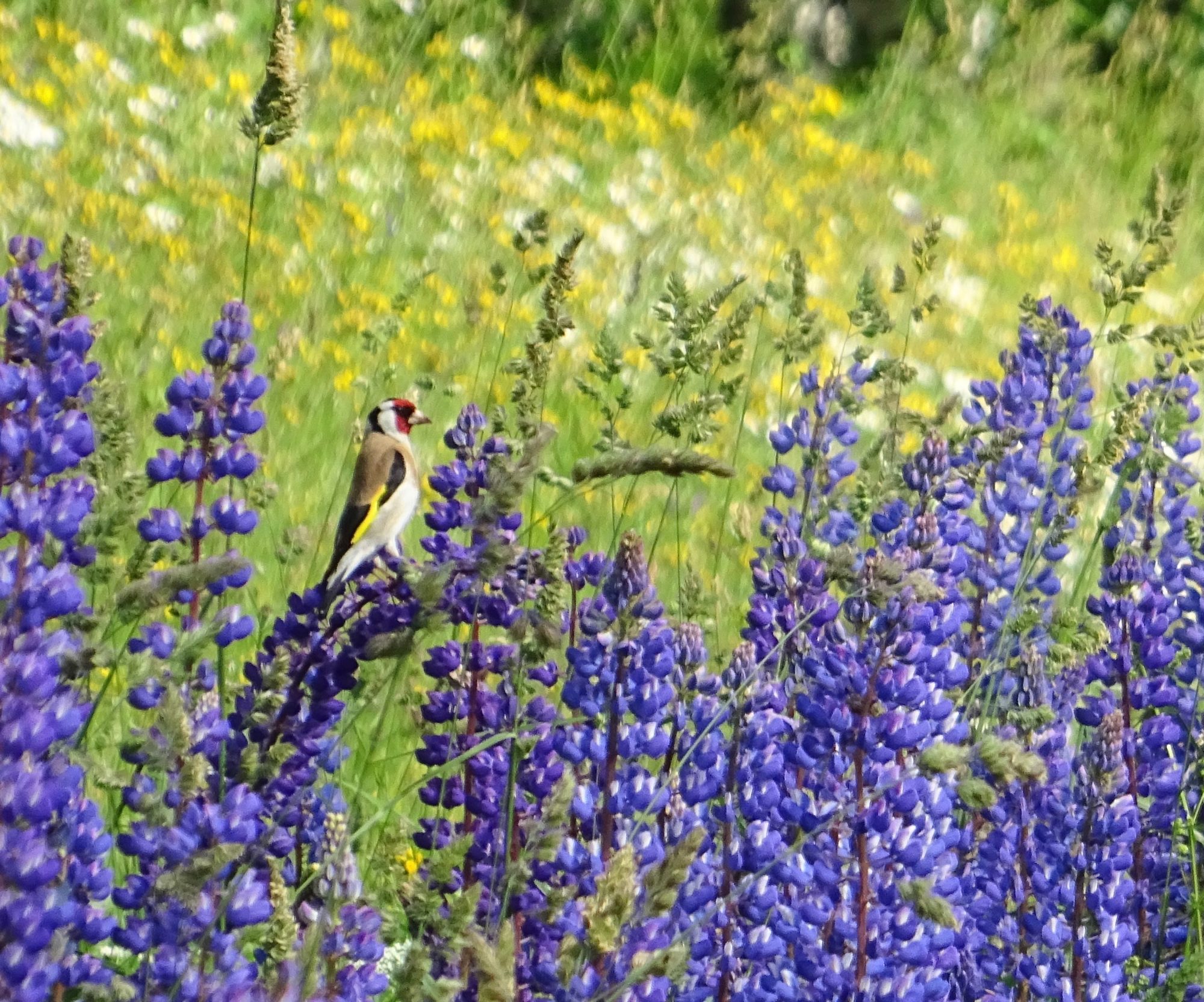 Valokuvaaja: Liisa Niiva-Korpela Valokuvaaja: Liisa Niiva-Korpela