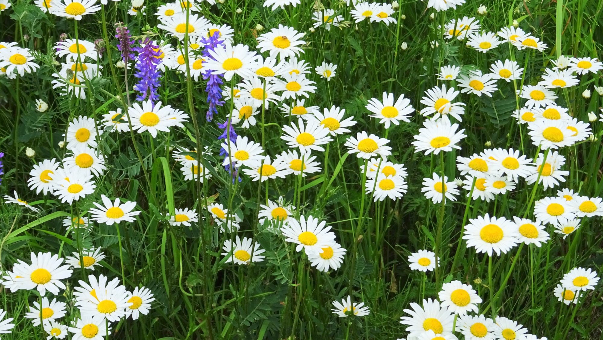 Valokuvaaja: Liisa Niiva-Korpela