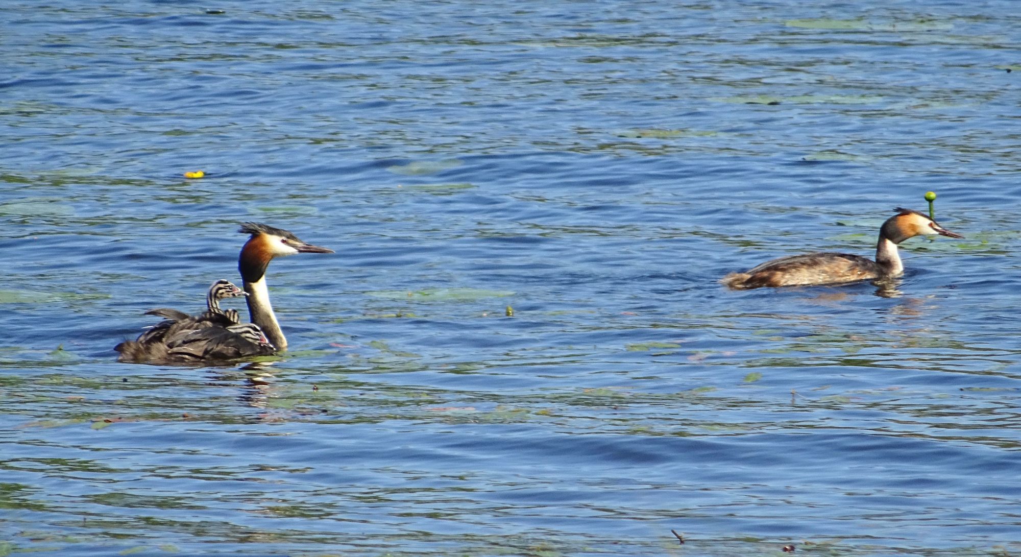 Valokuvaaja: Liisa Niiva-Korpela