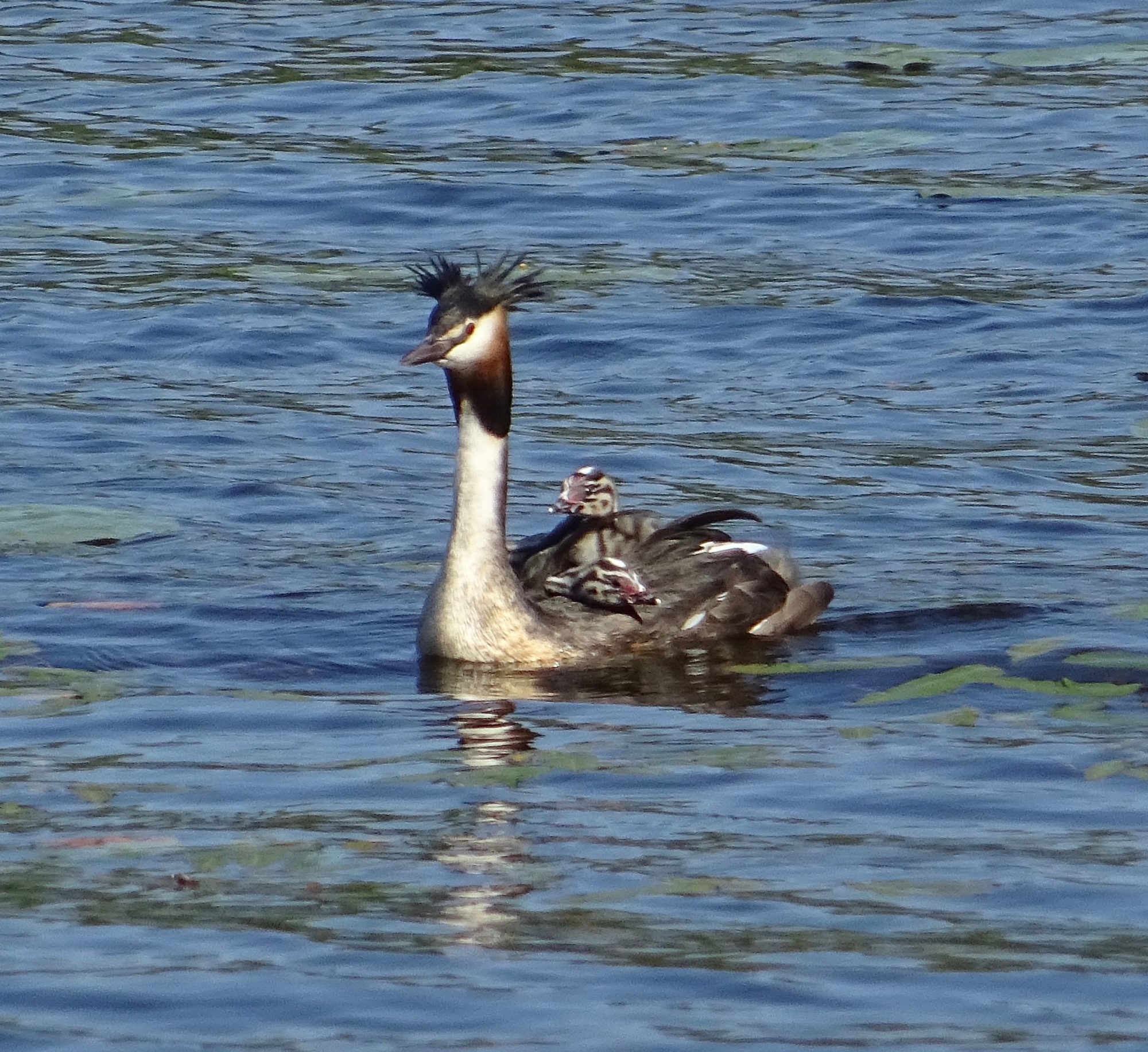 Valokuvaaja: Liisa Niiva-Korpela
