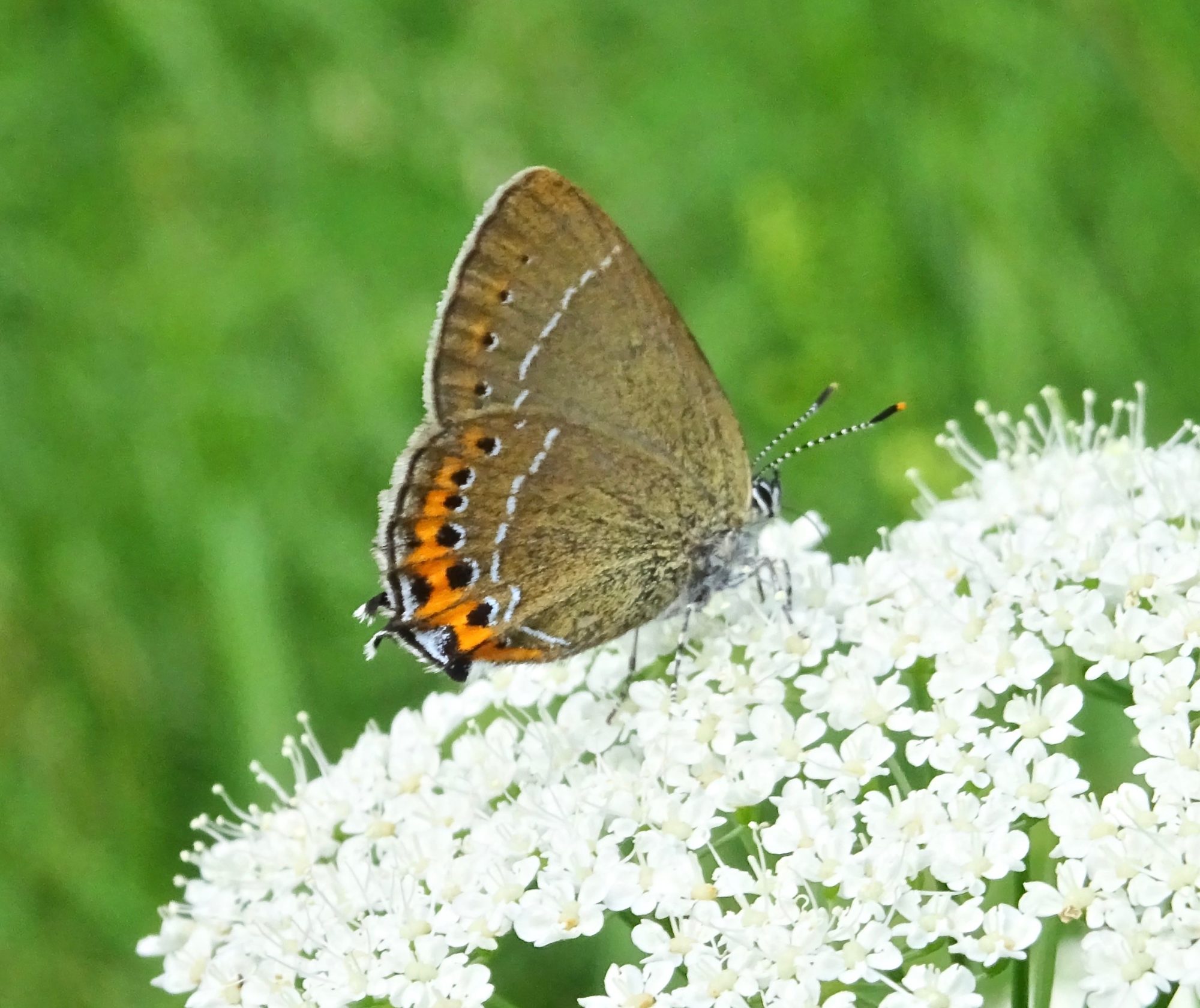 Valokuvaaja: Liisa Niiva-Korpela