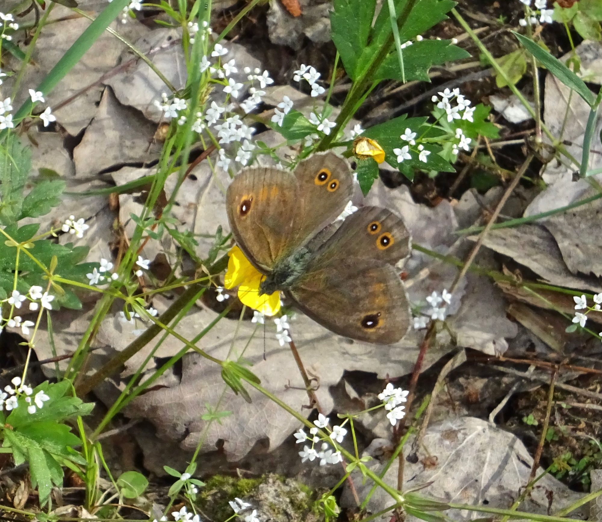 Valokuvaaja: Liisa Niiva-Korpela