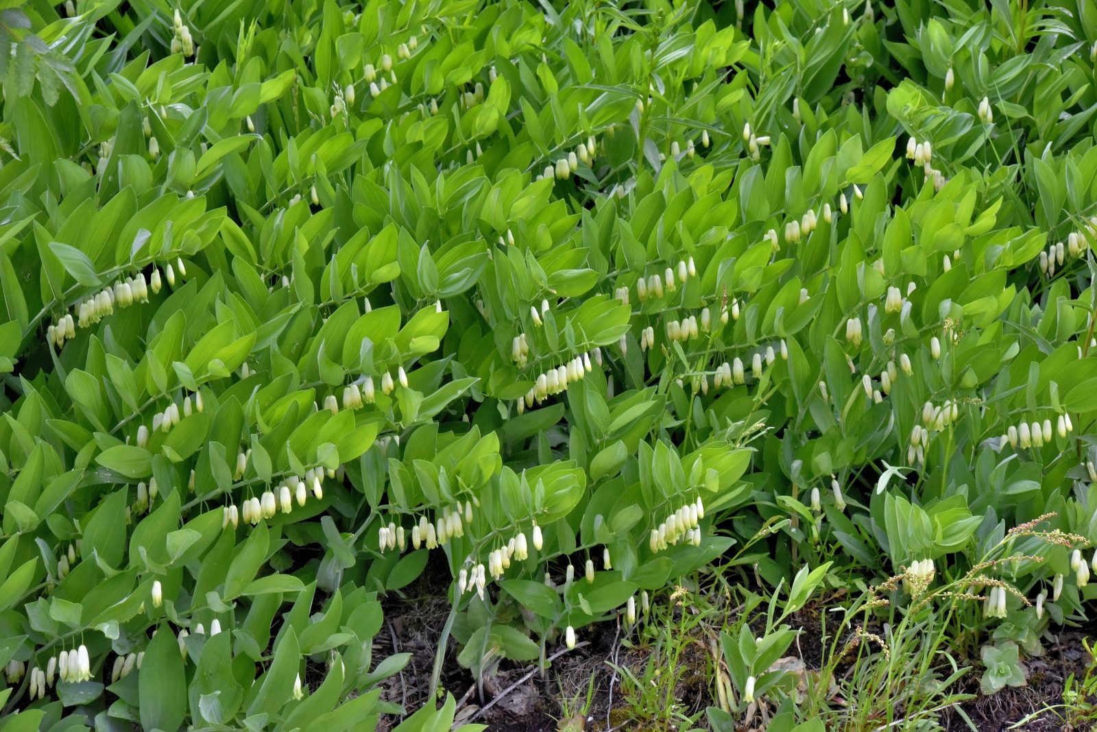 Valokuvaaja: Reijo Juurinen