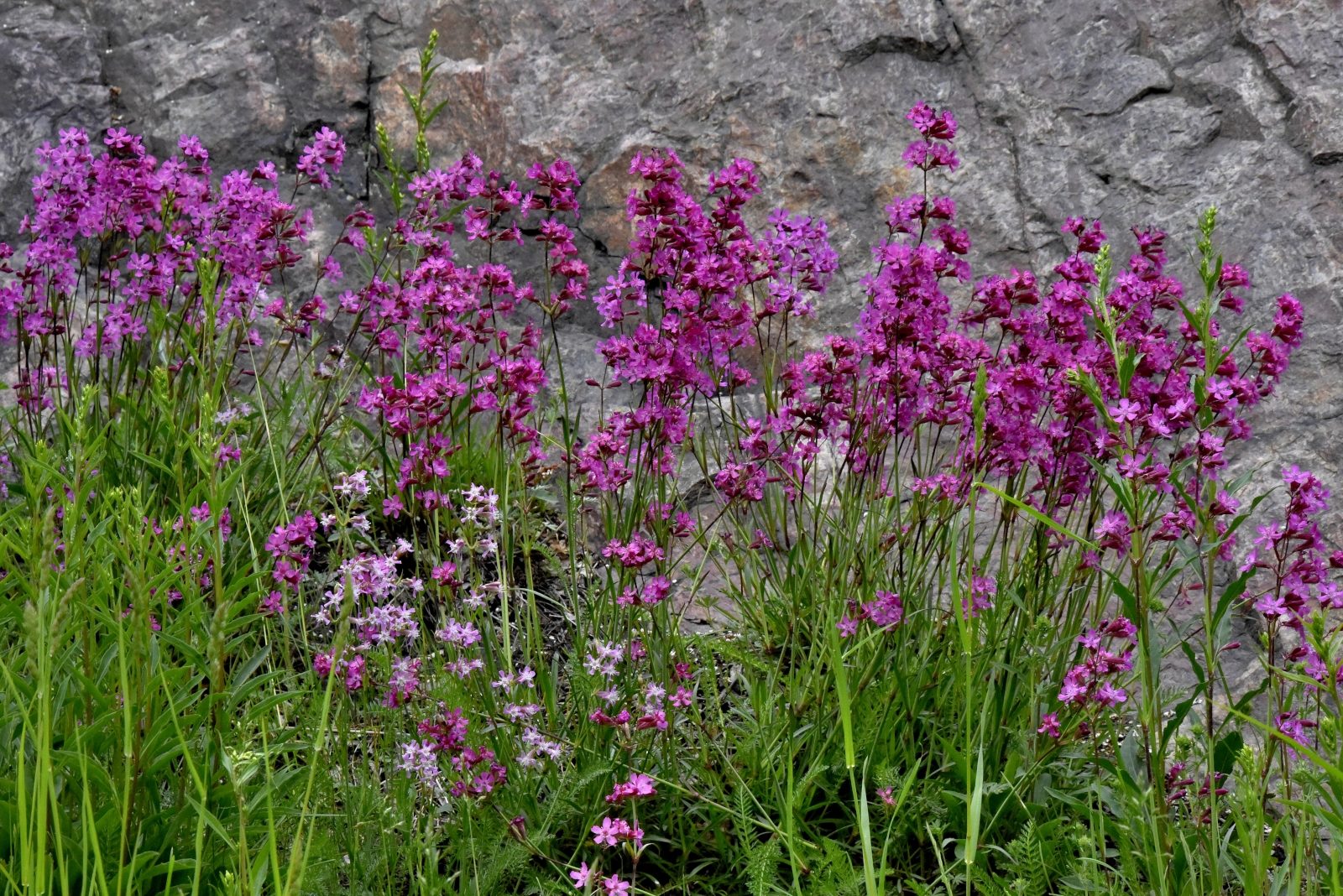 Valokuvaaja: Reijo Juurinen