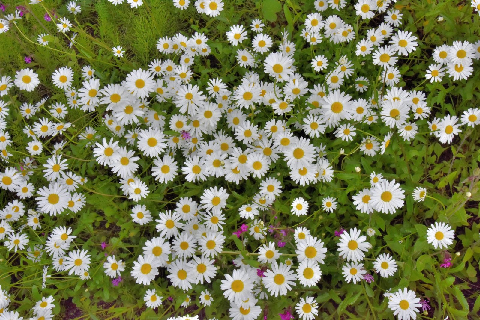 Valokuvaaja: Reijo Juurinen