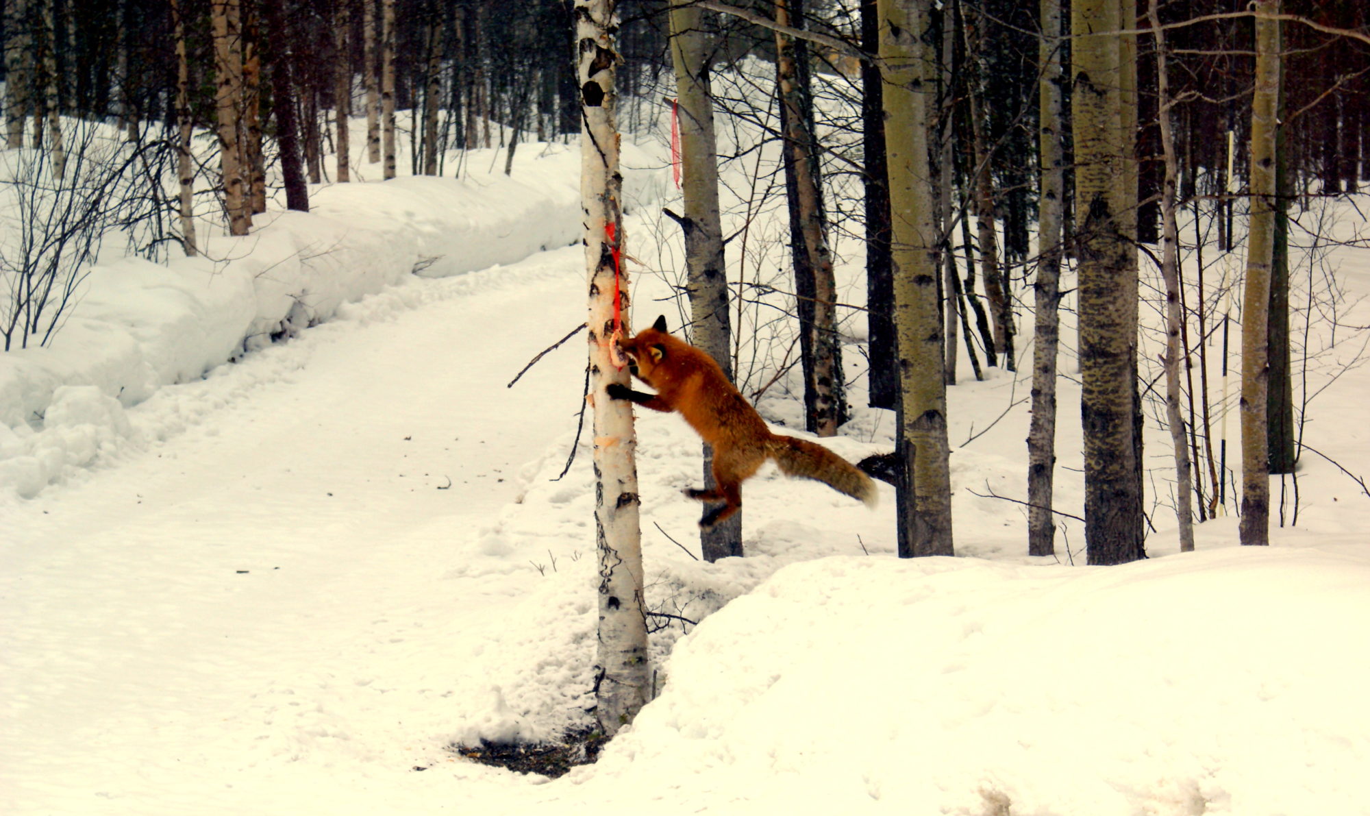 Valokuvaaja: Asko Siirtola