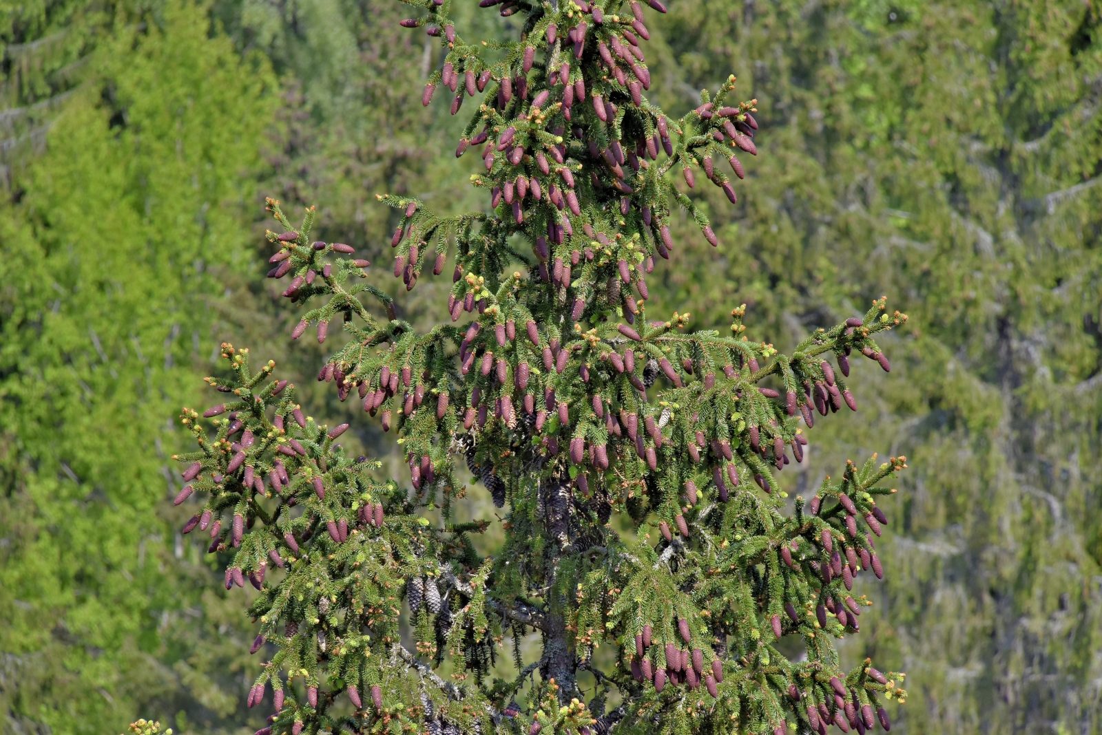 Valokuvaaja: Reijo Juurinen