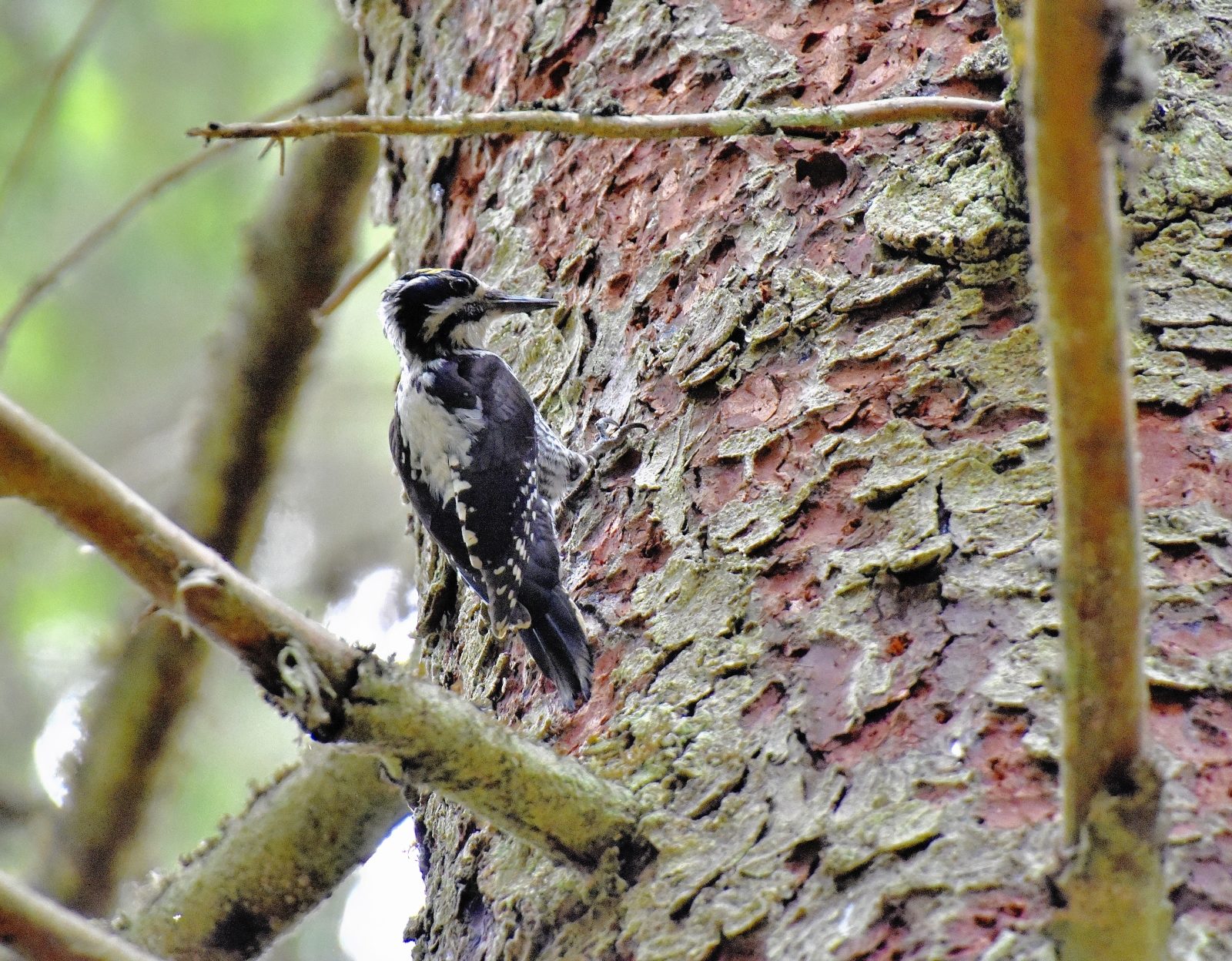 Valokuvaaja: Reijo Juurinen
