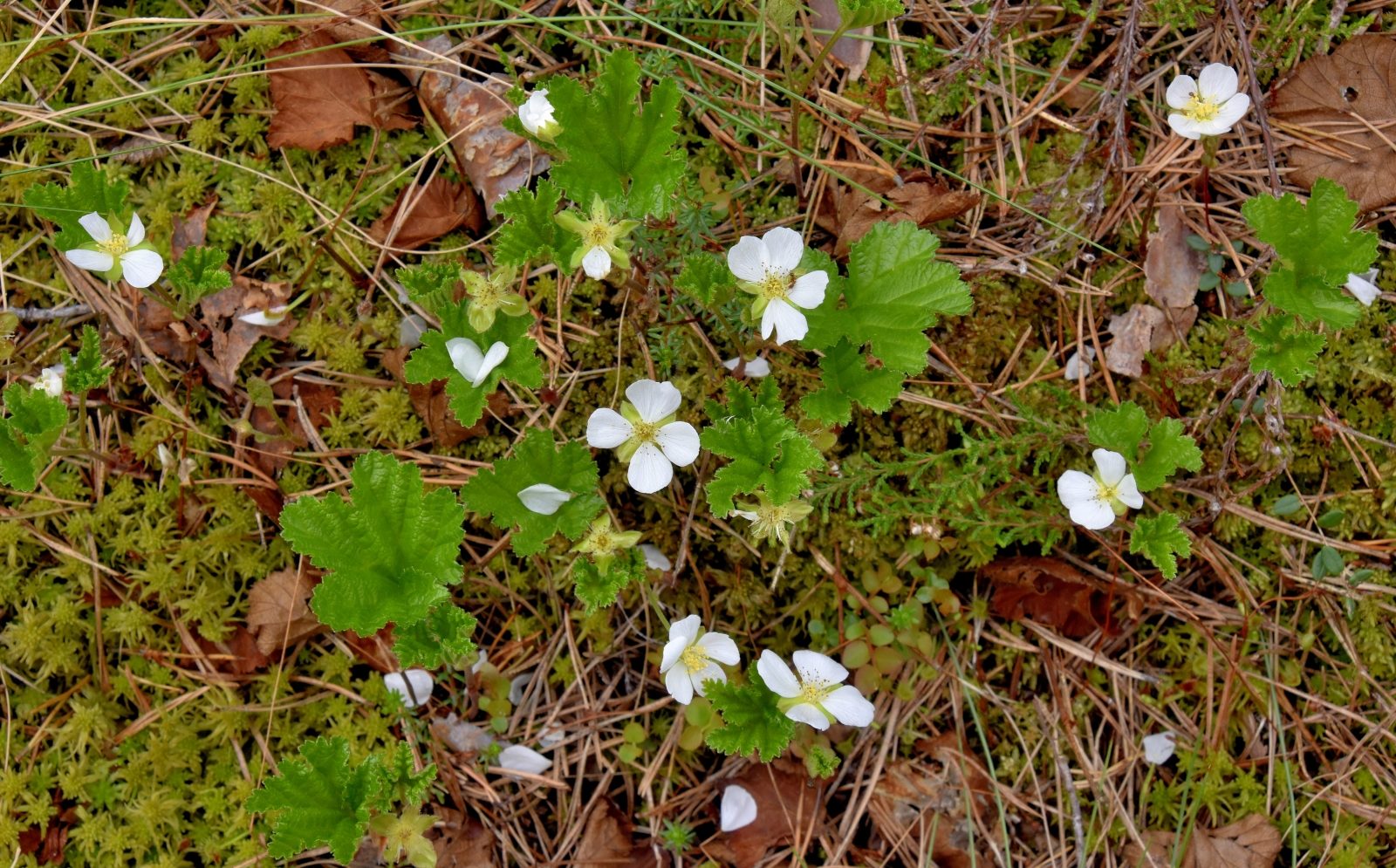 Valokuvaaja: Reijo Juurinen
