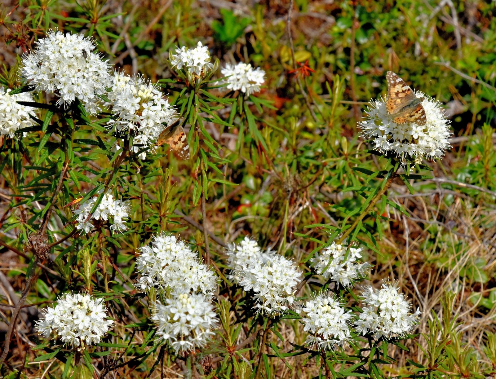 Valokuvaaja: Reijo Juurinen
