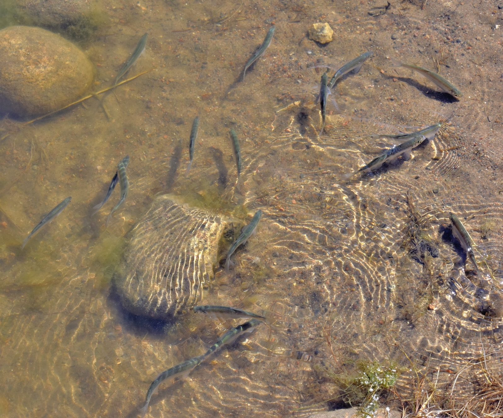 Valokuvaaja: Reijo Juurinen