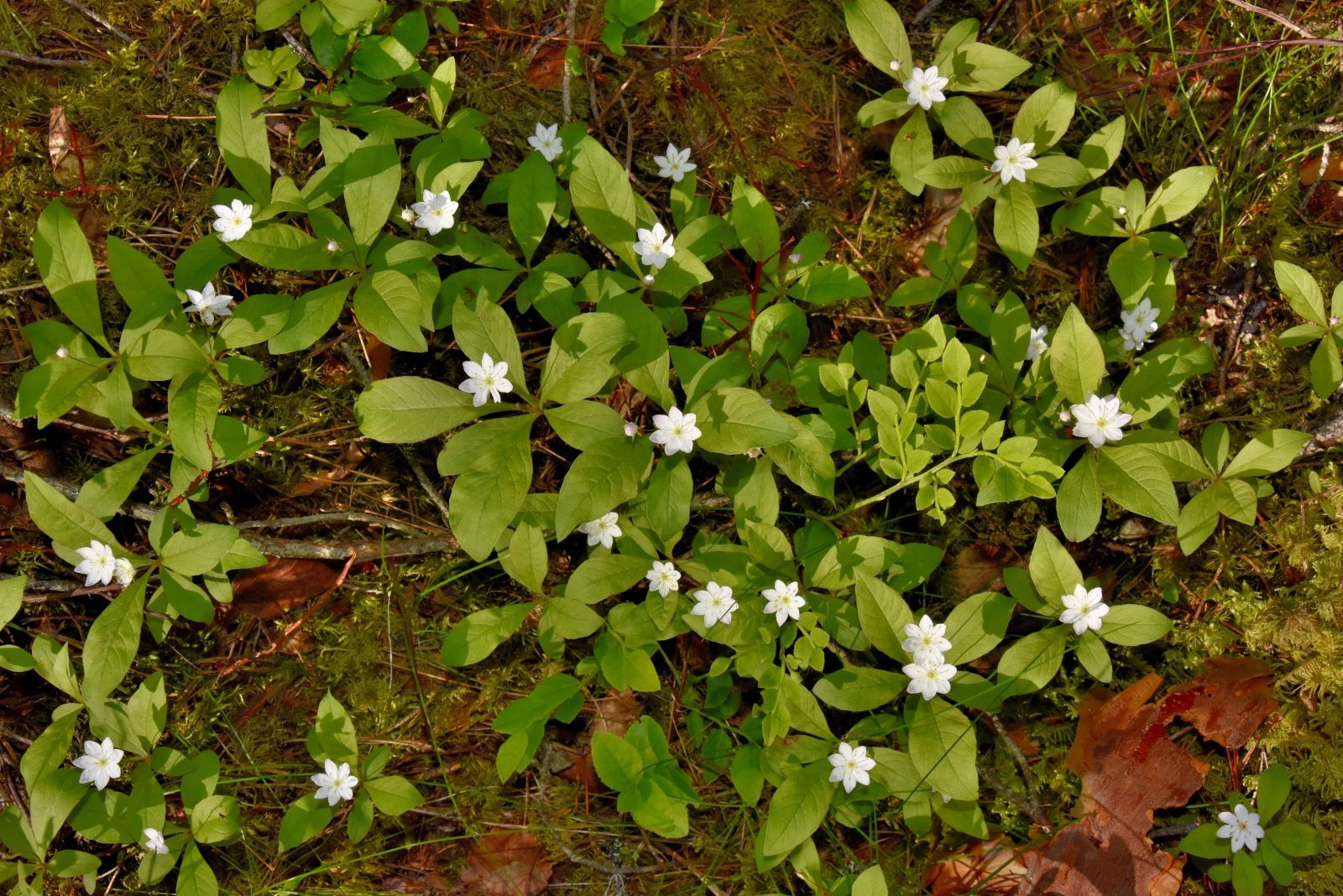 Valokuvaaja: Reijo Juurinen Valokuvaaja: Reijo Juurinen