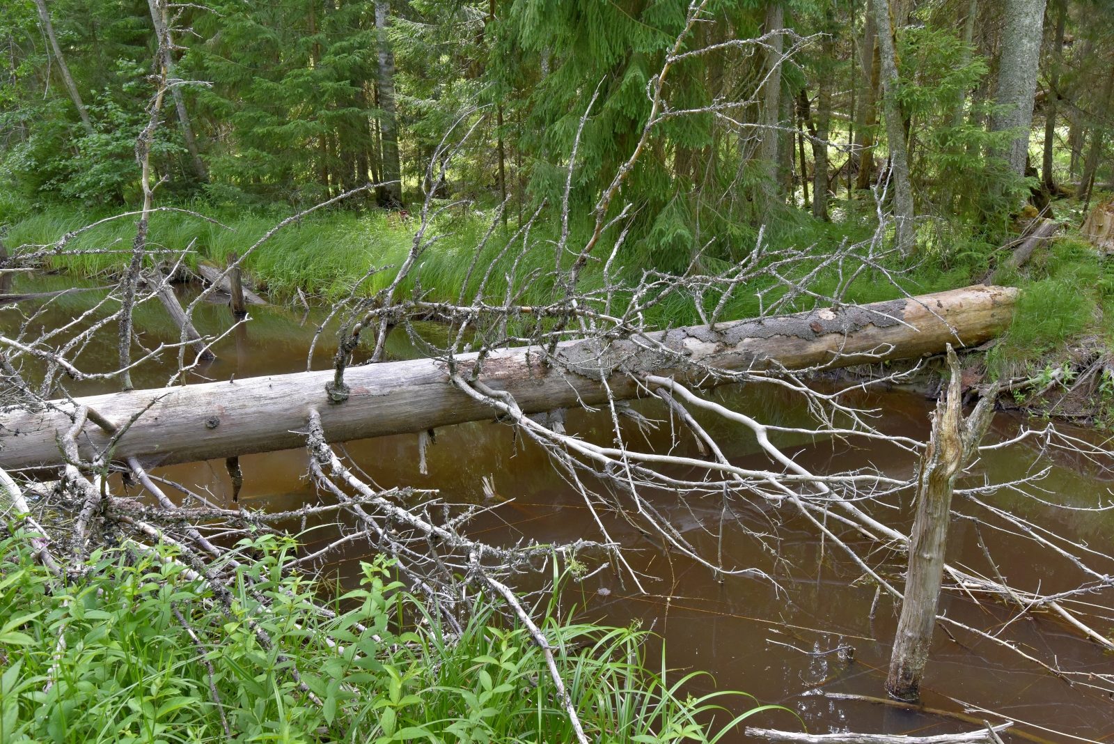 Valokuvaaja: Reijo Juurinen