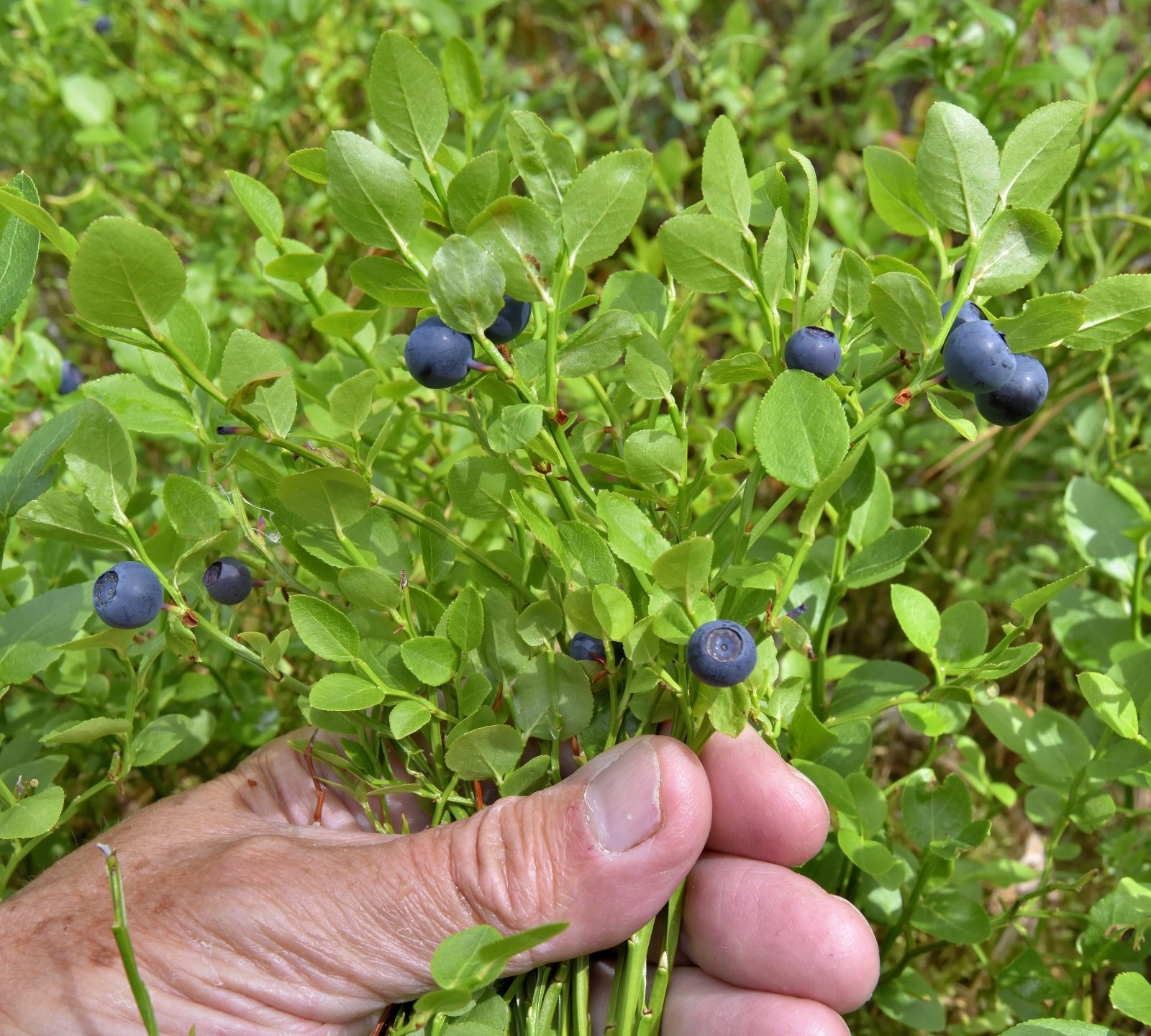 Valokuvaaja: Reijo Juurinen Valokuvaaja: Reijo Juurinen