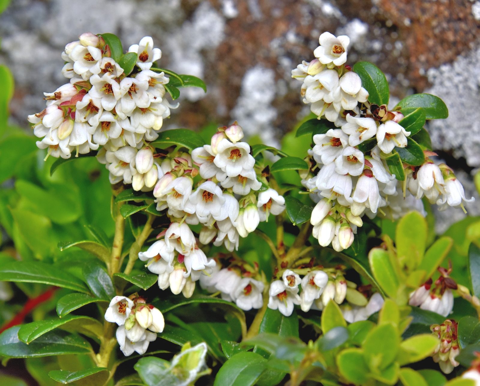 Valokuvaaja: Reijo Juurinen Valokuvaaja: Reijo Juurinen