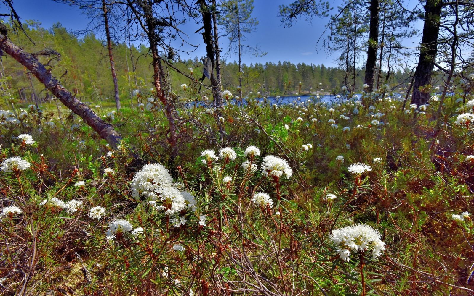 Valokuvaaja: Reijo Juurinen Valokuvaaja: Reijo Juurinen