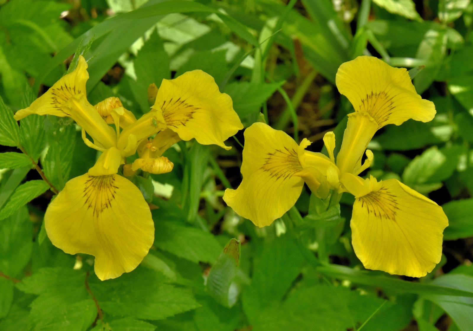 Valokuvaaja: Reijo Juurinen