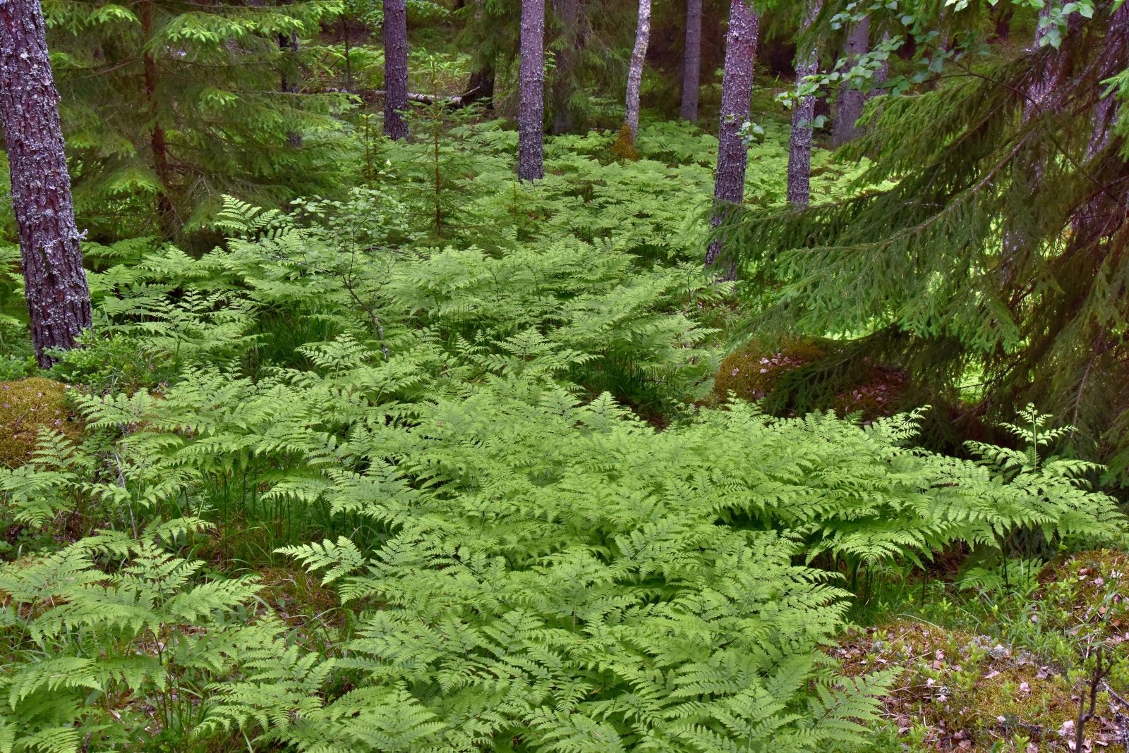 Valokuvaaja: Reijo Juurinen
