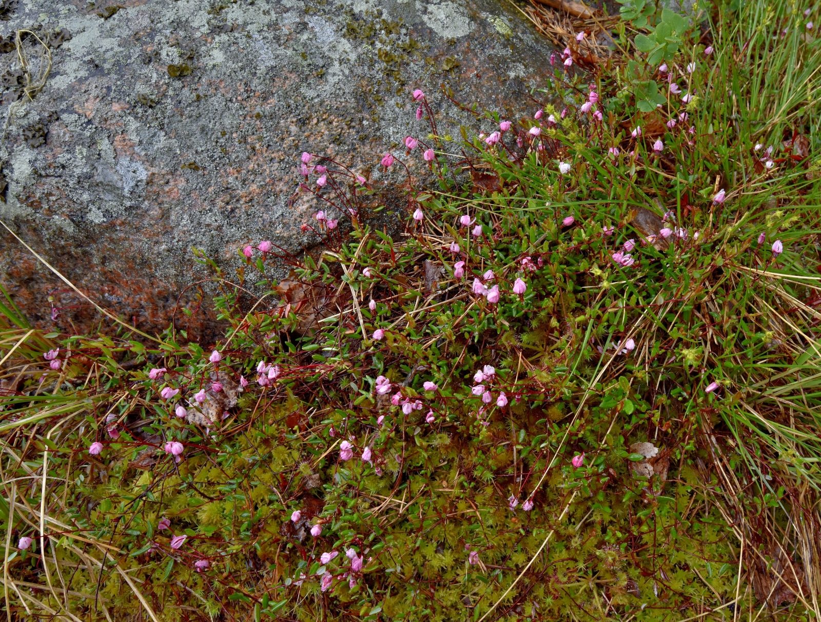 Valokuvaaja: Reijo Juurinen