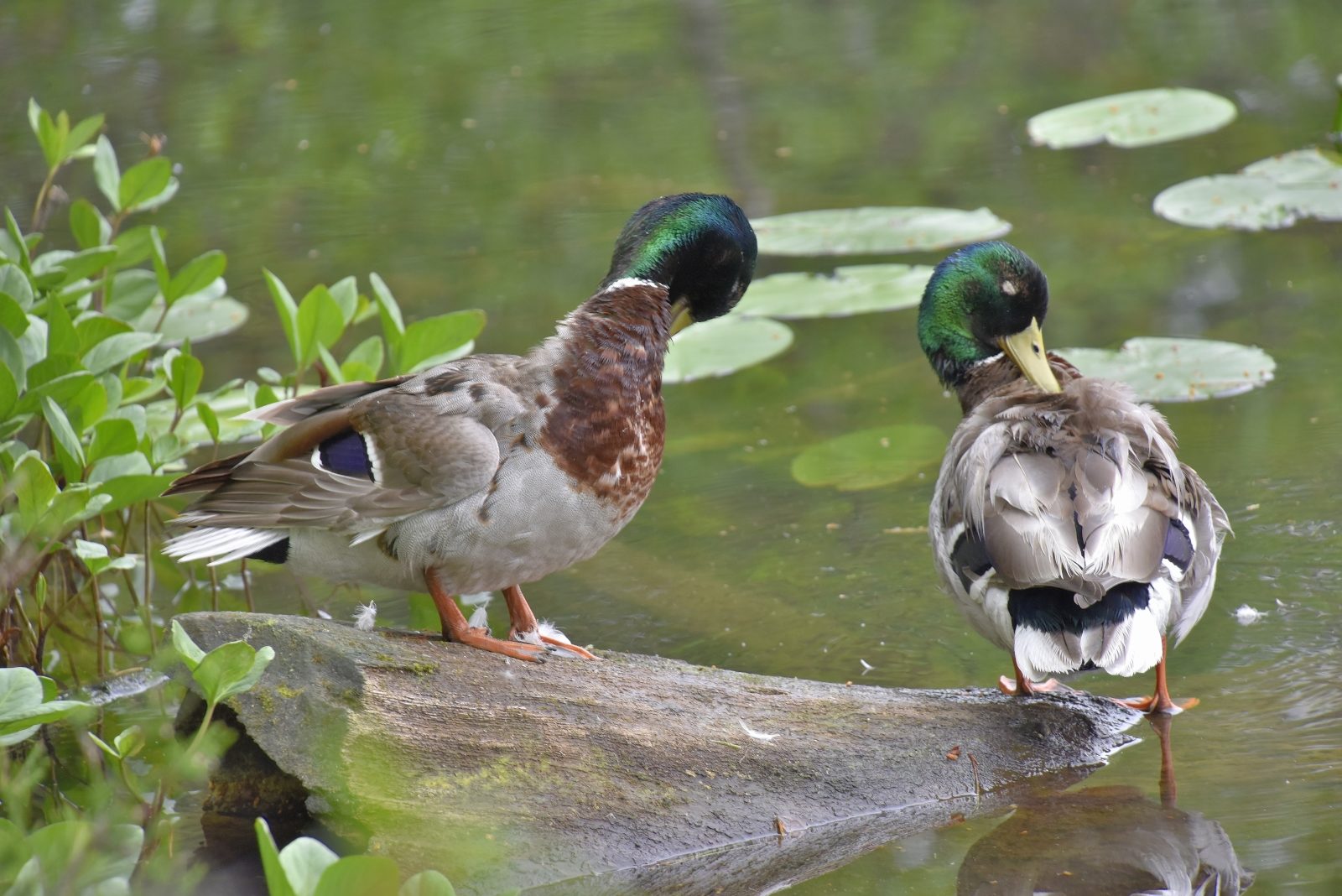 Valokuvaaja: Reijo Juurinen