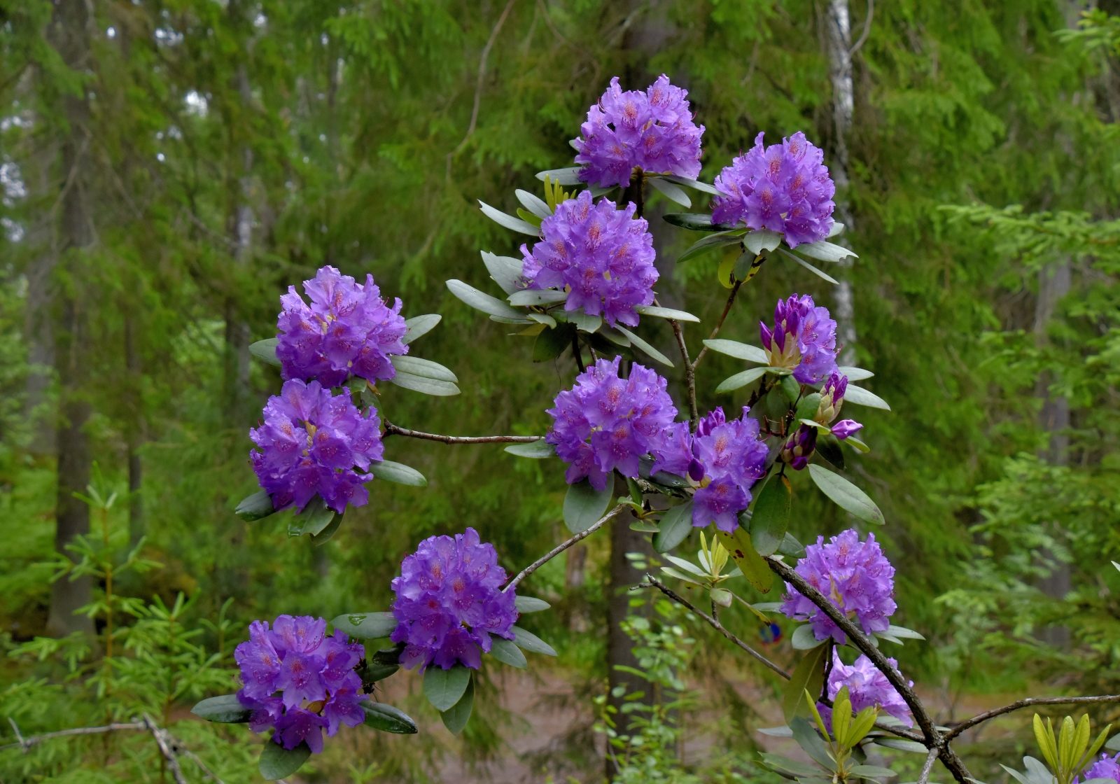 Valokuvaaja: Reijo Juurinen