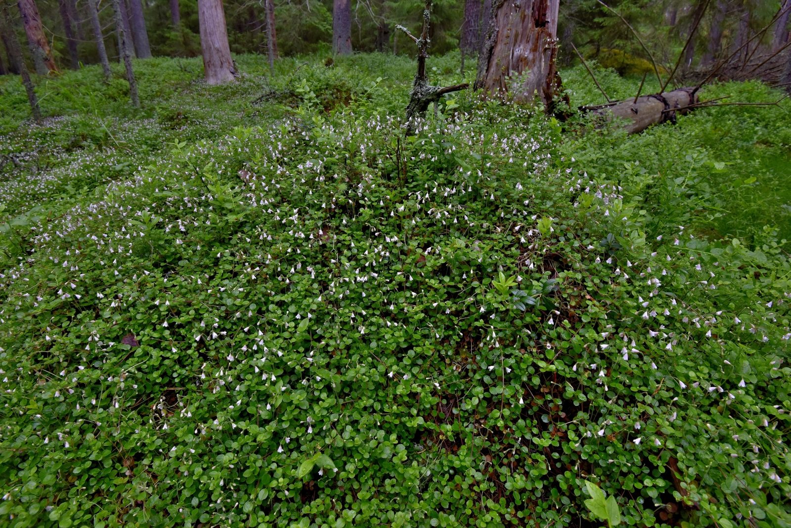 Valokuvaaja: Reijo Juurinen Valokuvaaja: Reijo Juurinen